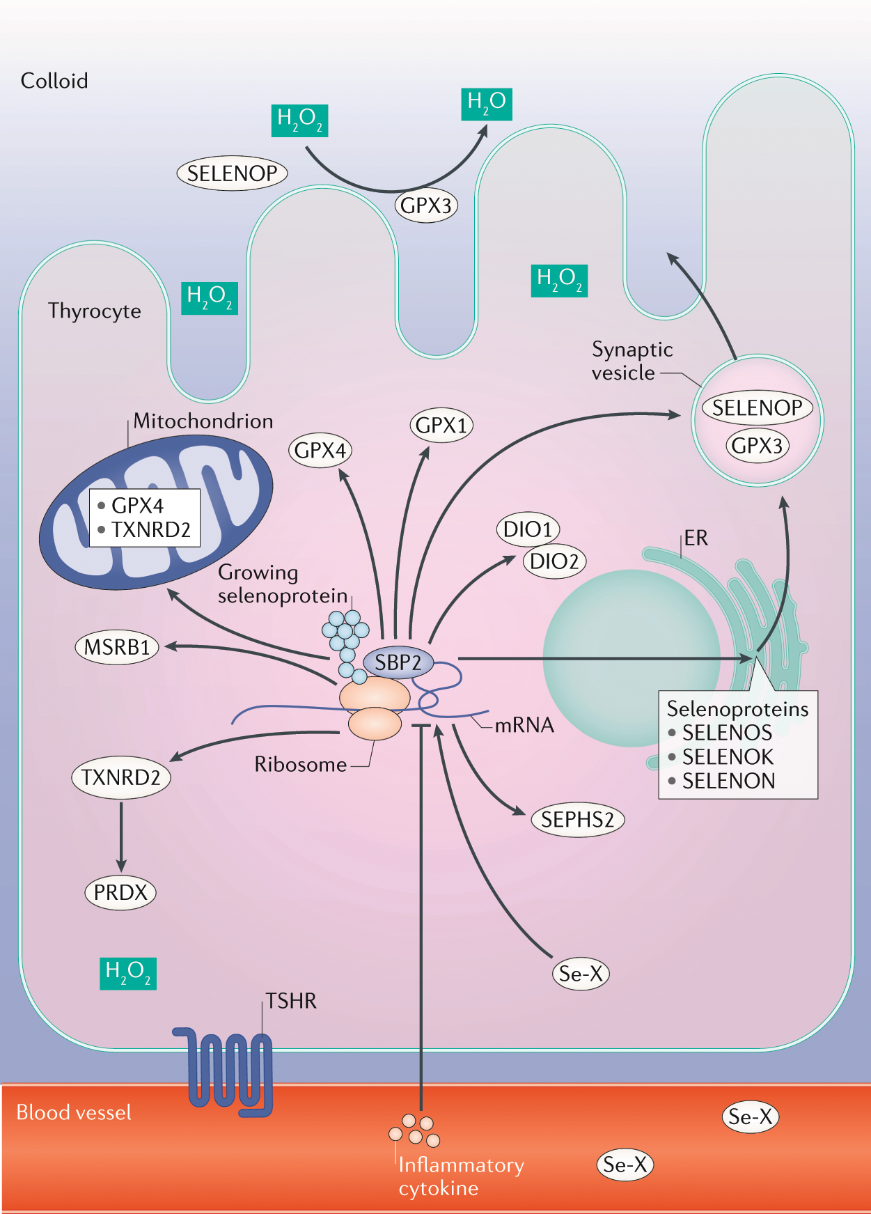 Selenium in thyroid disorders — essential knowledge for clinicians | Nature  Reviews Endocrinology