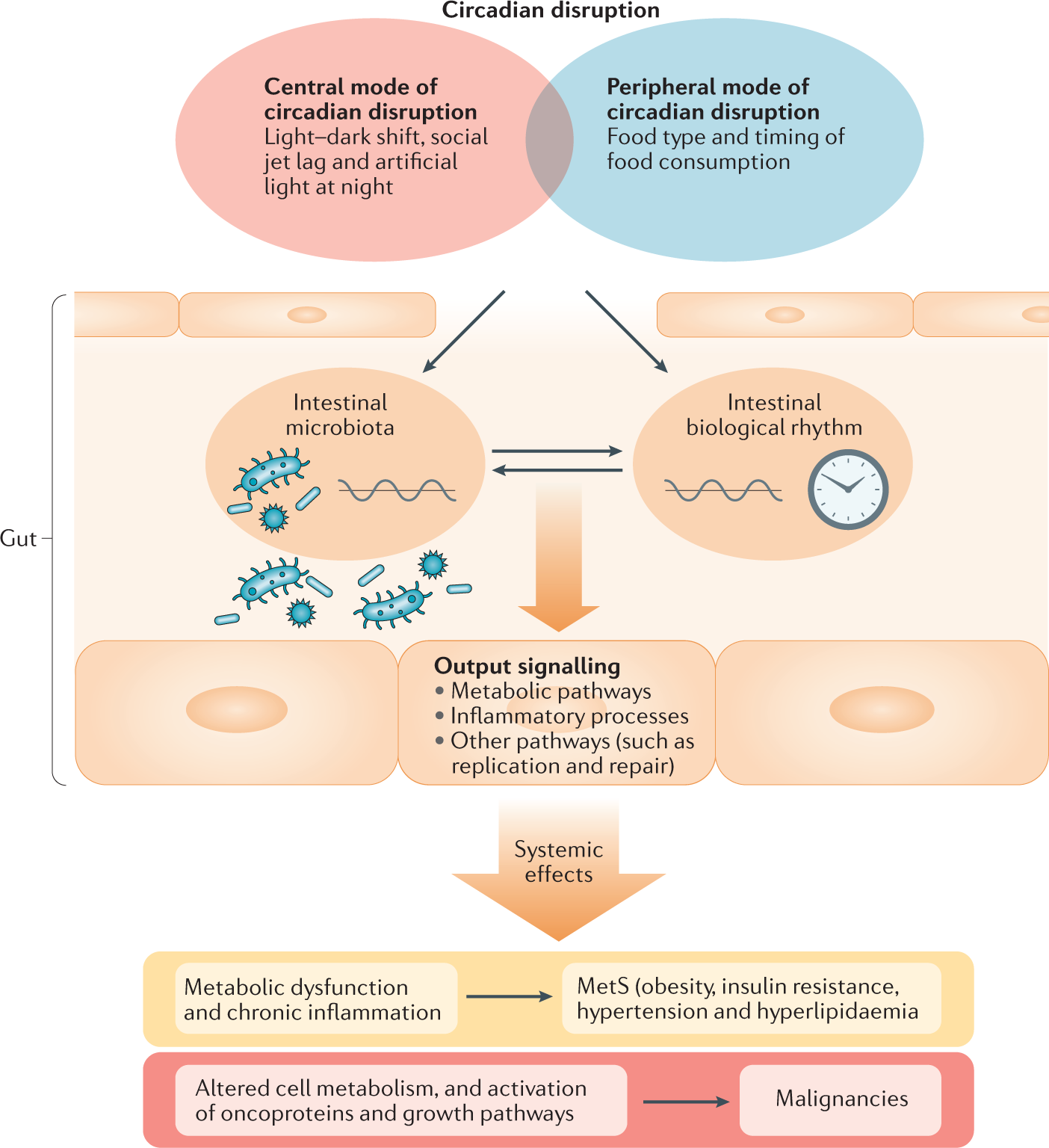 Circadian rhythms and the gut microbiota: from the metabolic syndrome to  cancer | Nature Reviews Endocrinology