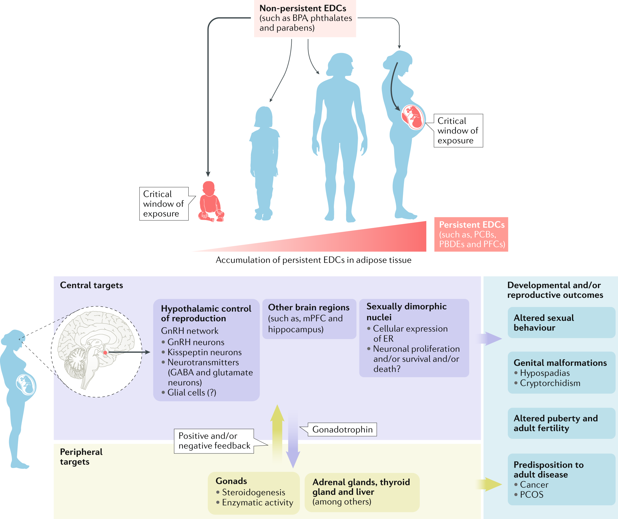 Cellular and molecular features of EDC exposure: consequences for the GnRH  network | Nature Reviews Endocrinology