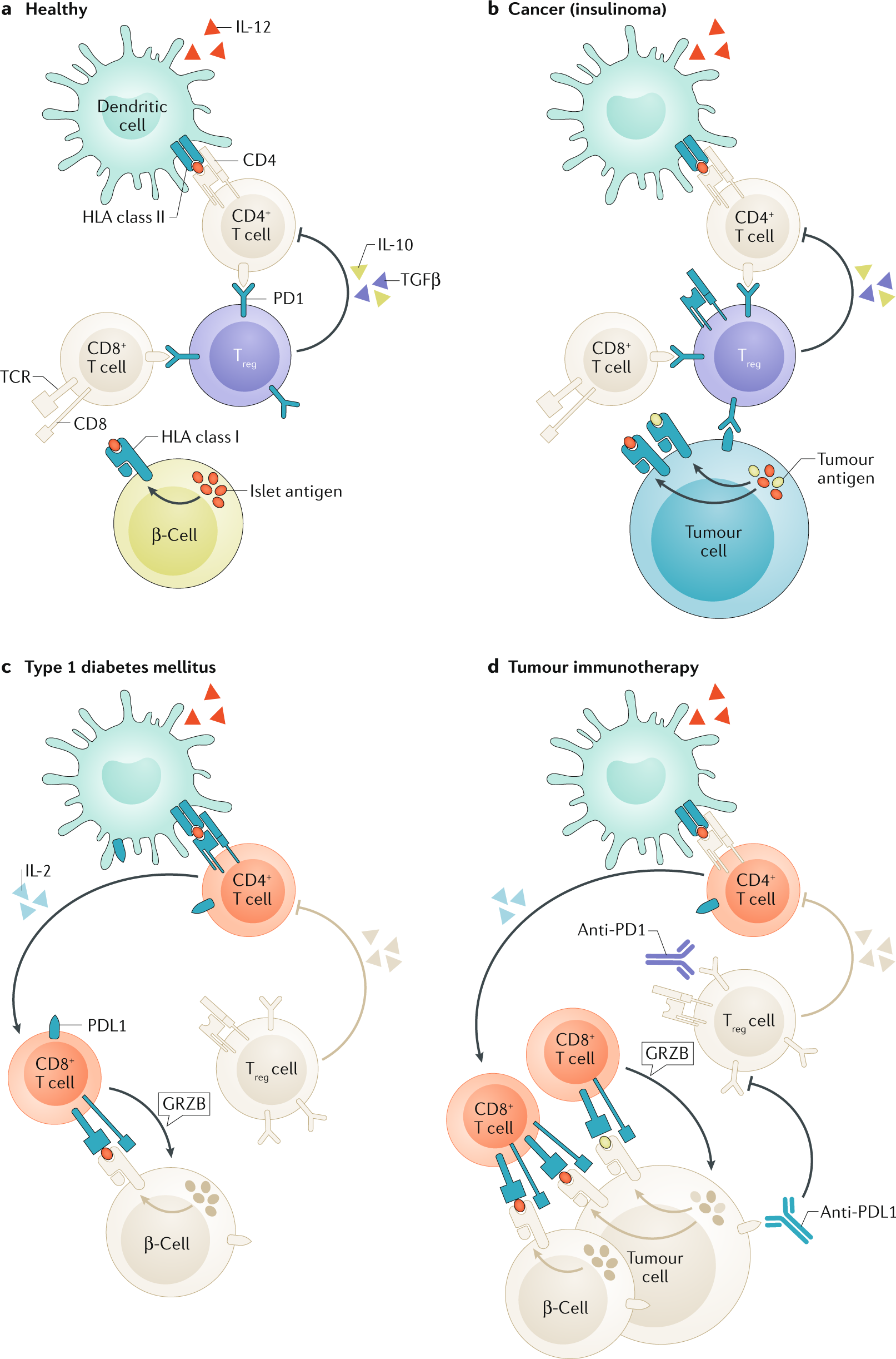 current research to cure type 1 diabetes)