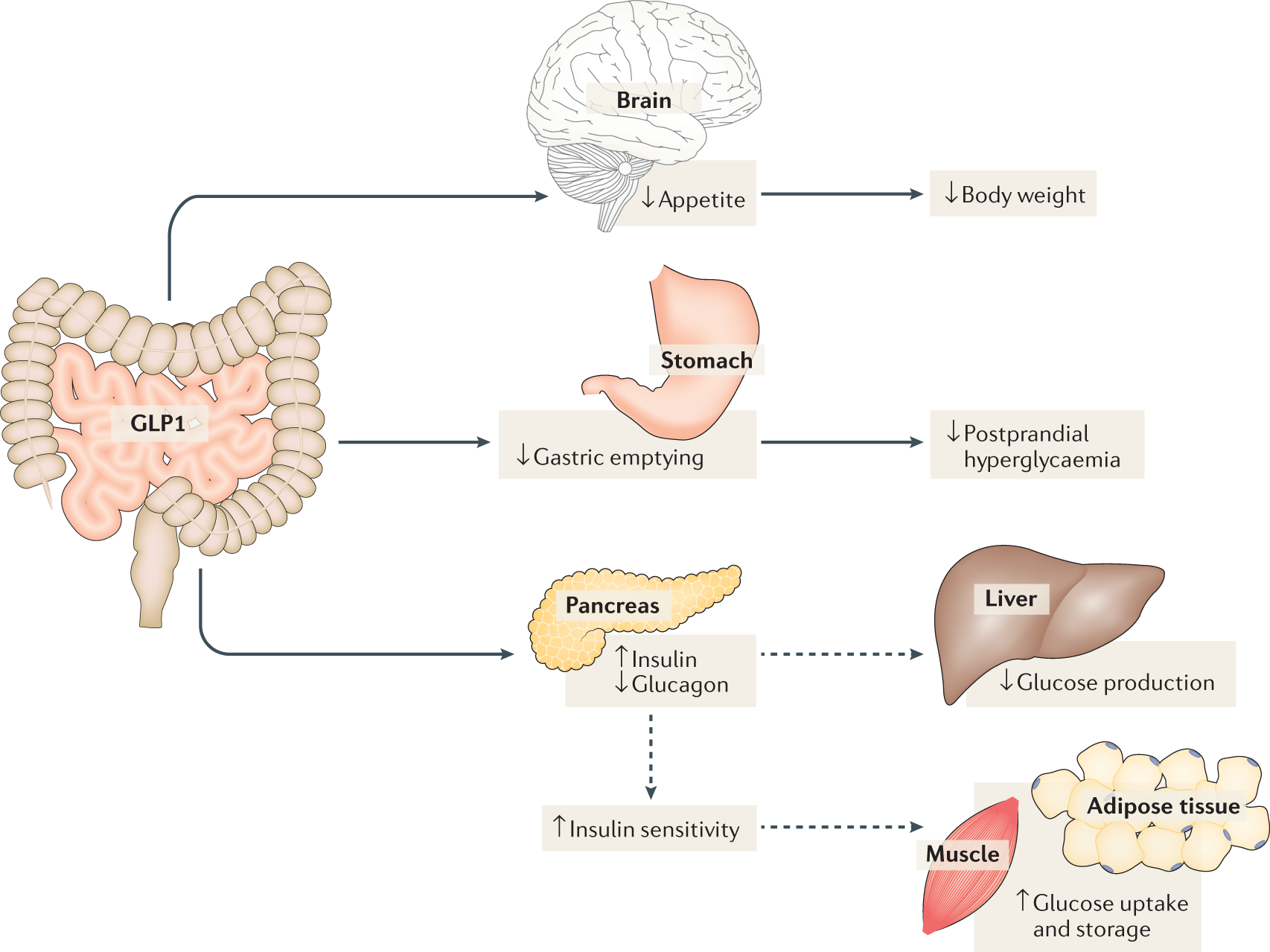 Dipeptidyl Peptidase 4 Inhibitors In The Treatment Of Type 2 Diabetes Mellitus Nature Reviews Endocrinology