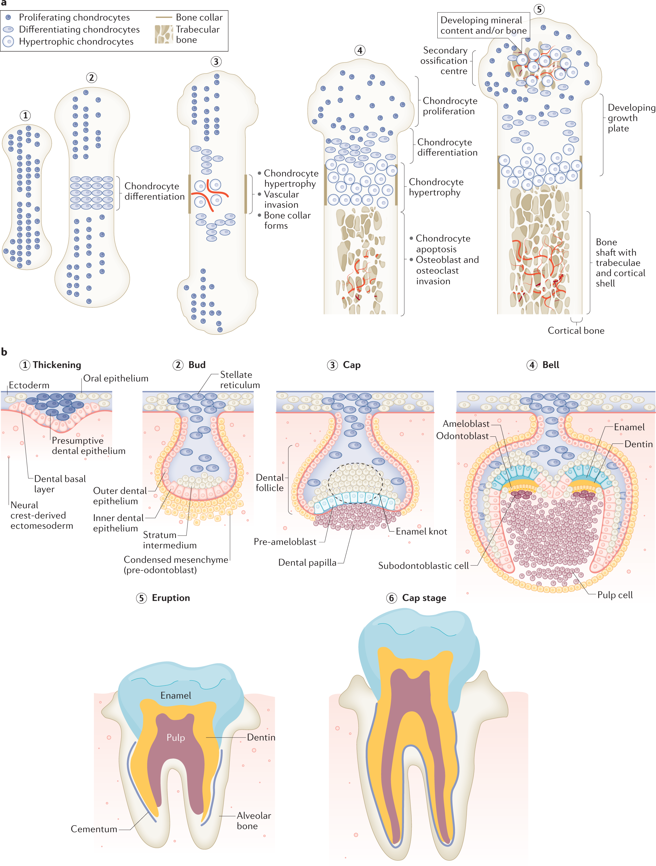 The role of biomineralization in disorders of skeletal development and  tooth formation | Nature Reviews Endocrinology