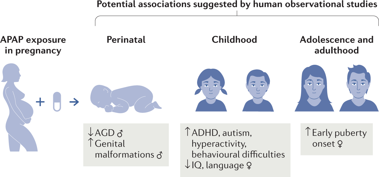 Paracetamol use during pregnancy — a call for precautionary action