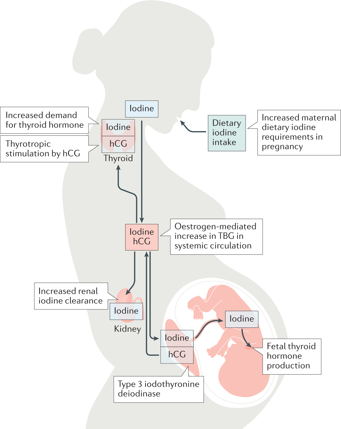 Iodine Deficiency During Pregnancy Iodomarin