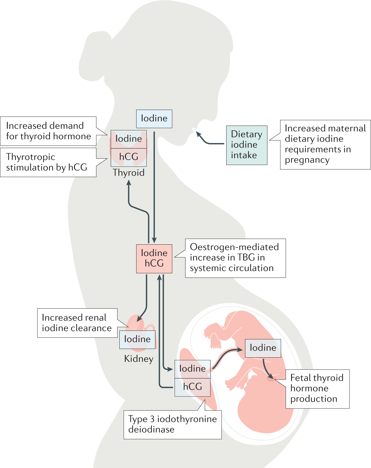 Assessment and treatment of thyroid disorders in pregnancy and the  postpartum period | Nature Reviews Endocrinology