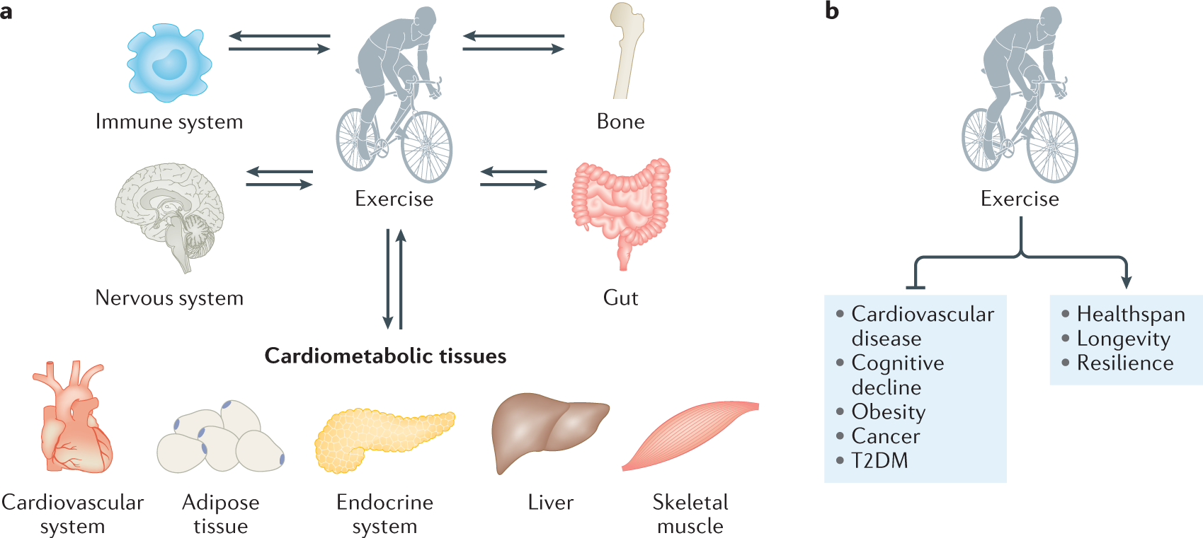 Exerkines in health, resilience and disease