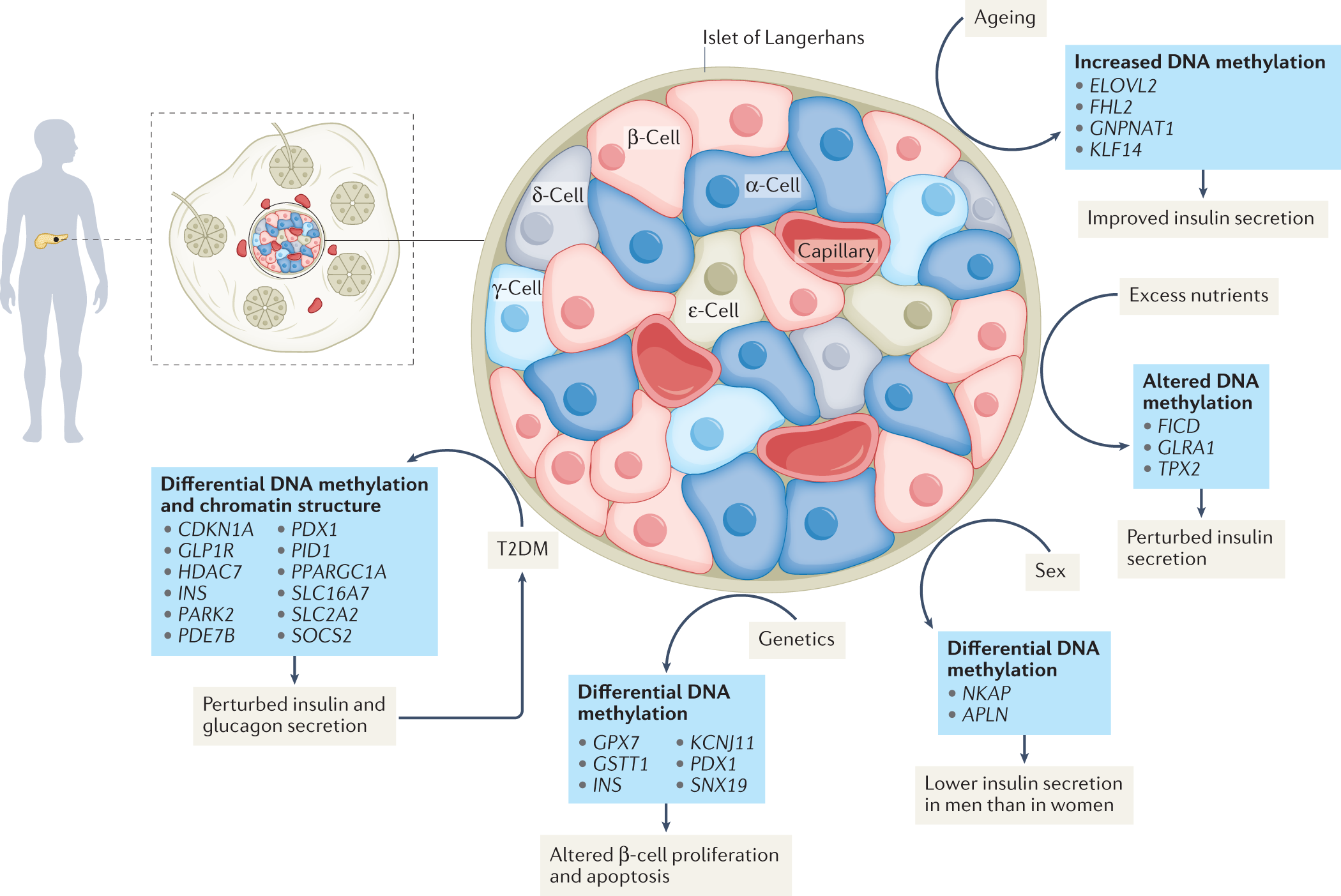 Epigenetics of type 2 diabetes mellitus and weight change — a tool for  precision medicine? | Nature Reviews Endocrinology
