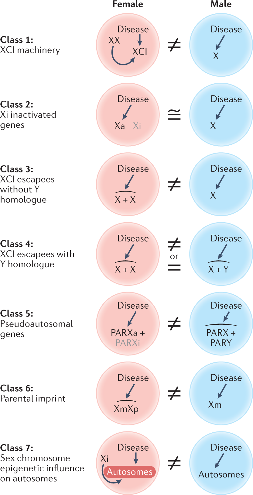 X chromosome agents of sexual differentiation Nature Reviews Endocrinology photo