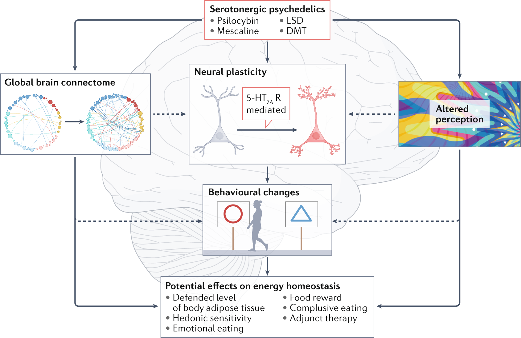Do psychedelics have therapeutic potential for obesity? | Nature 