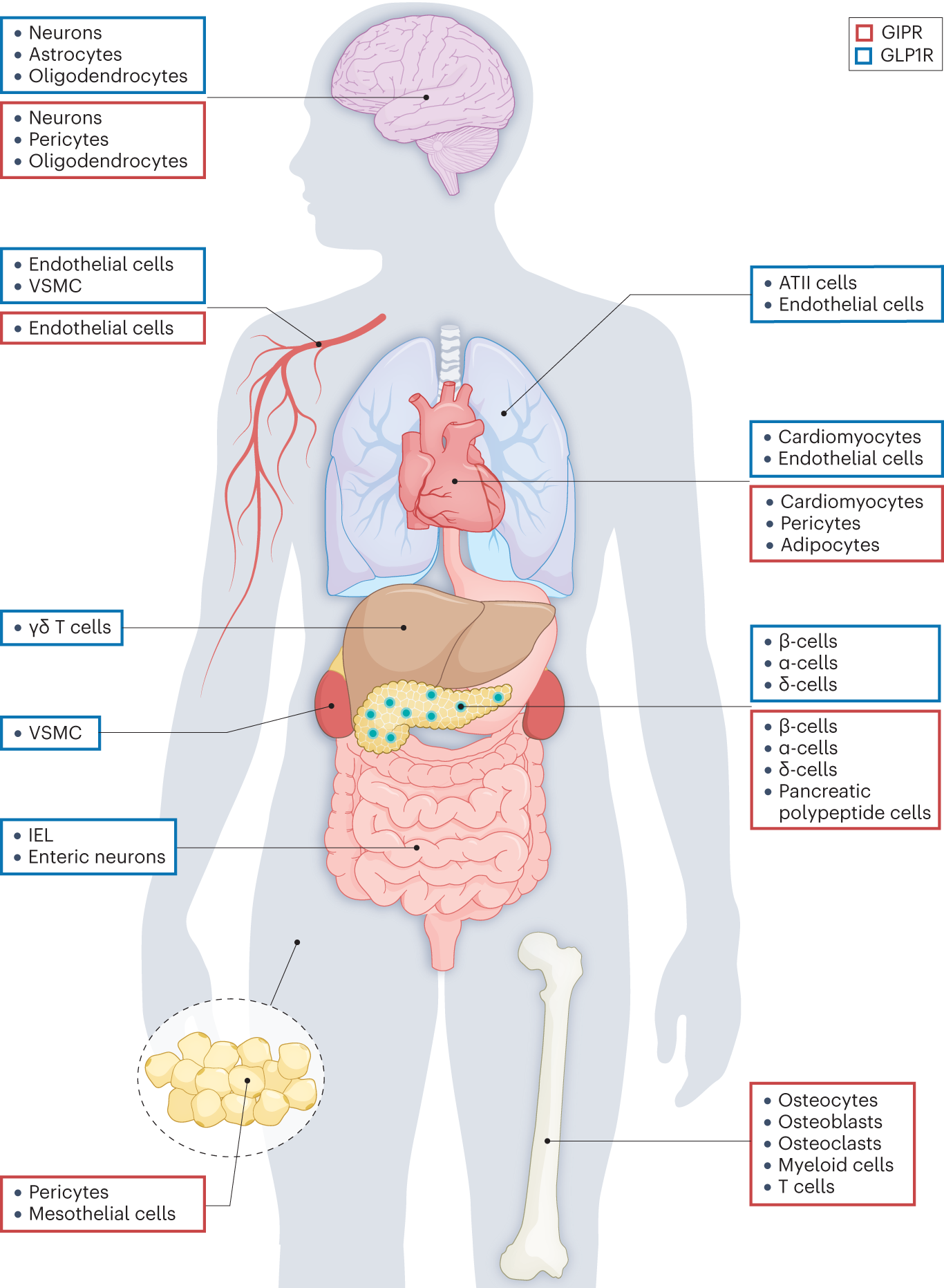role of glp 1 in human body Beyond the pancreas: contrasting cardiometabolic actions of GIP and GLP1