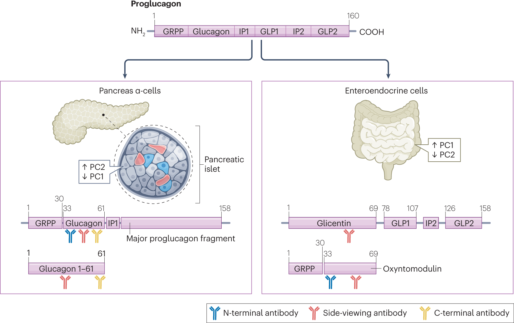 glp 1 hims Hims Online GLP-1 Clinic Review: Easy Structure or Irksome Commitment