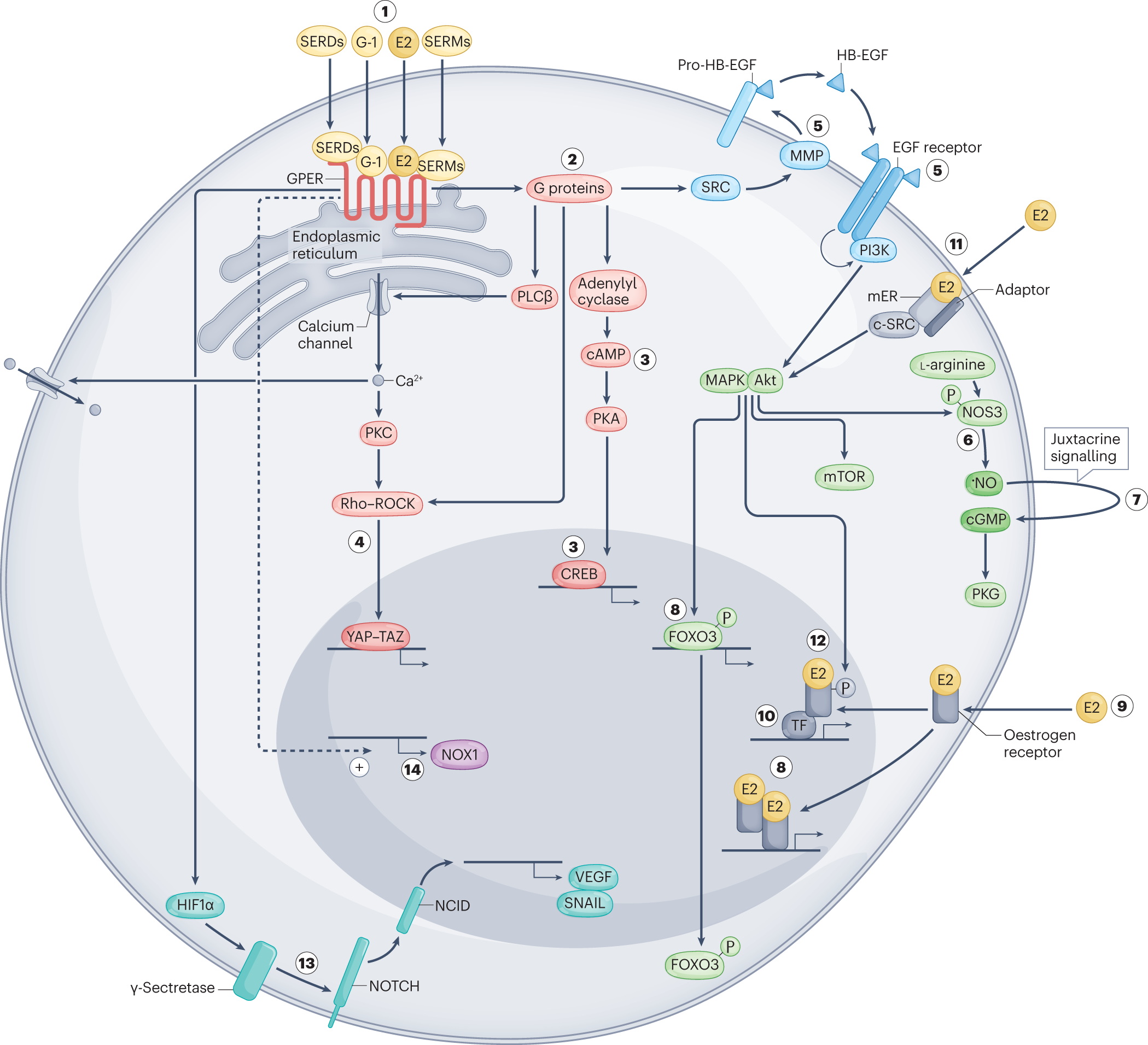 The G protein-coupled oestrogen receptor GPER in health and disease: an  update | Nature Reviews Endocrinology, image size:2099x1912