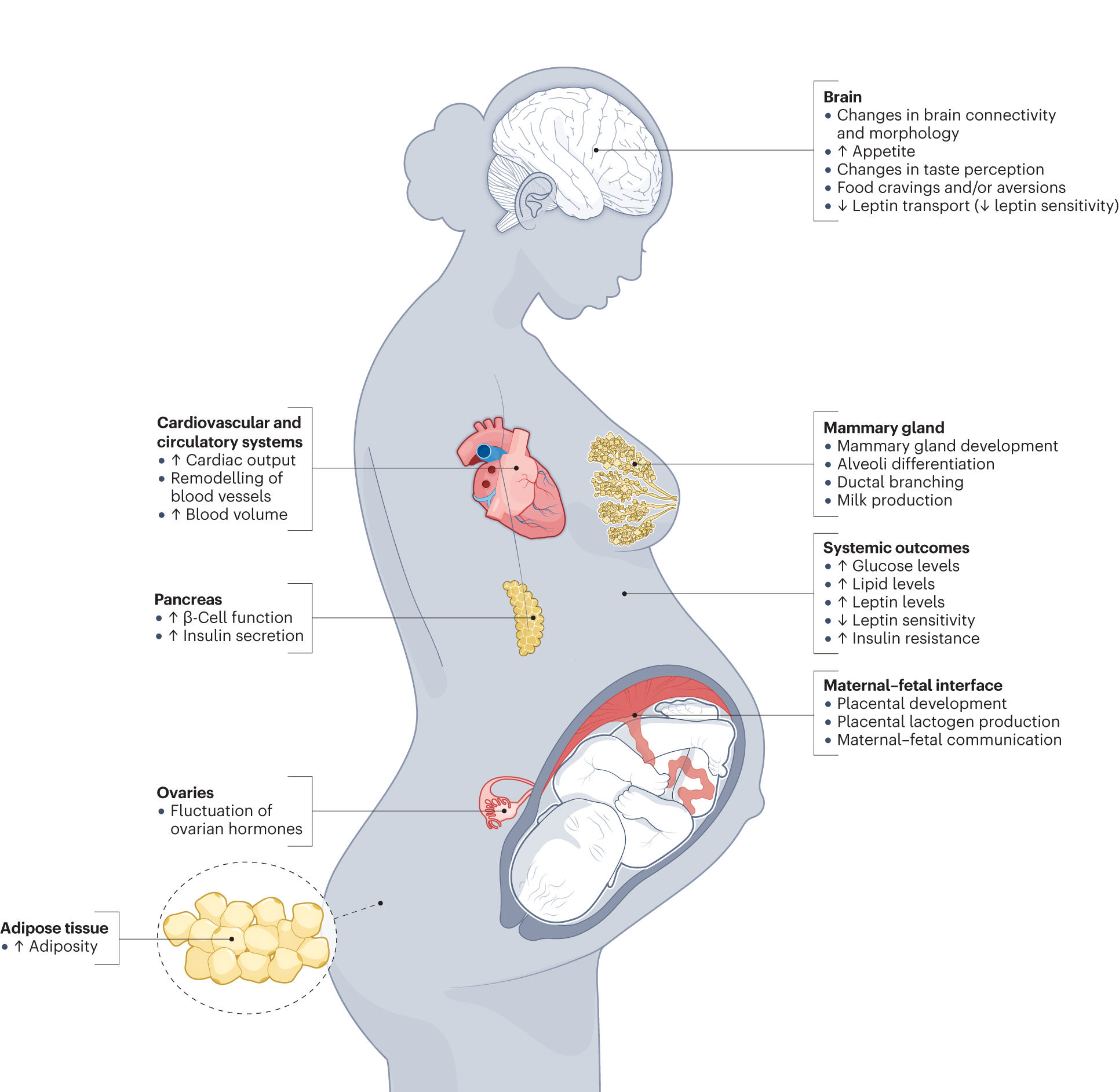 Metabolic and feeding adjustments during pregnancy Nature Reviews Endocrinology image