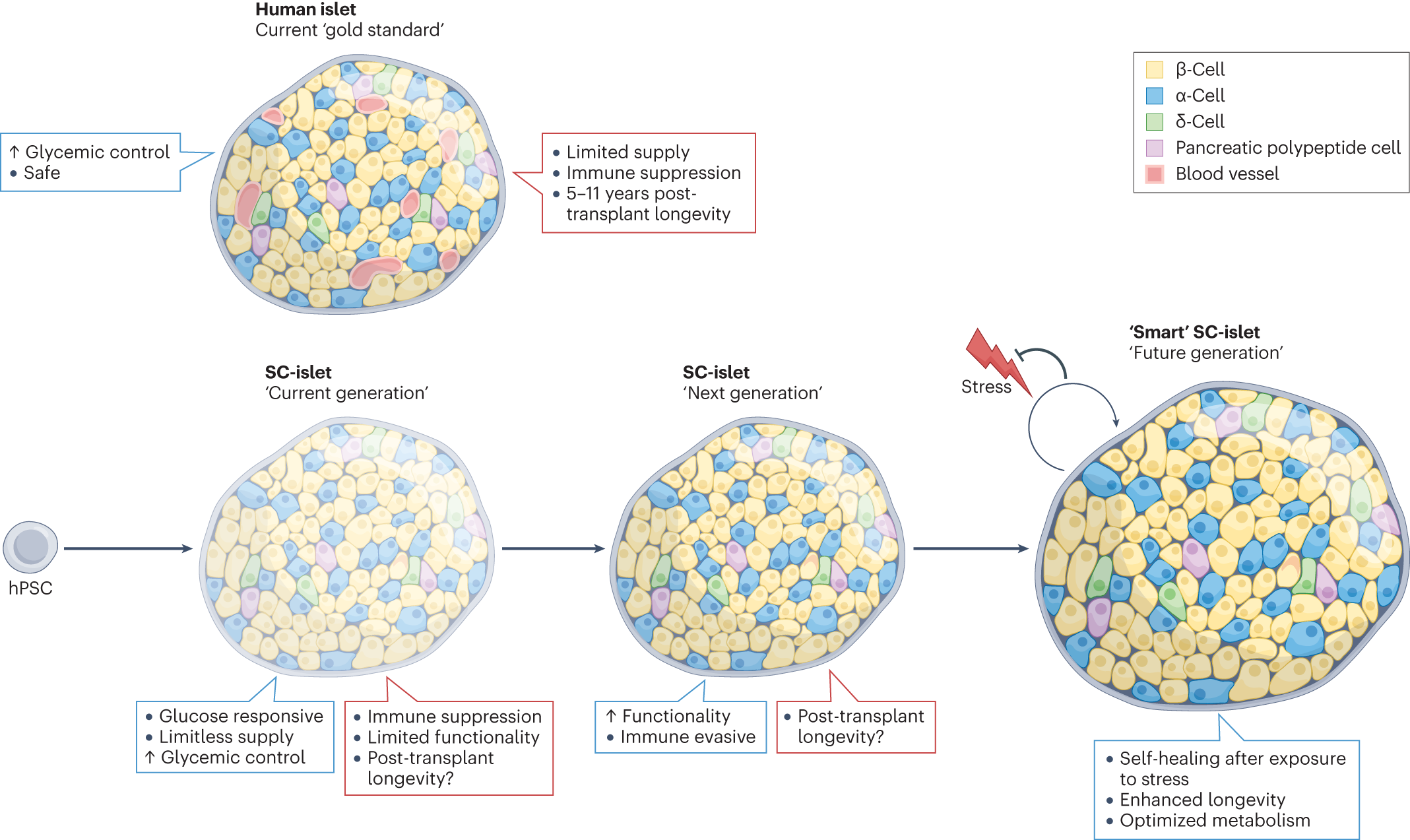 Stem cell-derived islet therapy: is this the end of the beginning? | Nature  Reviews Endocrinology