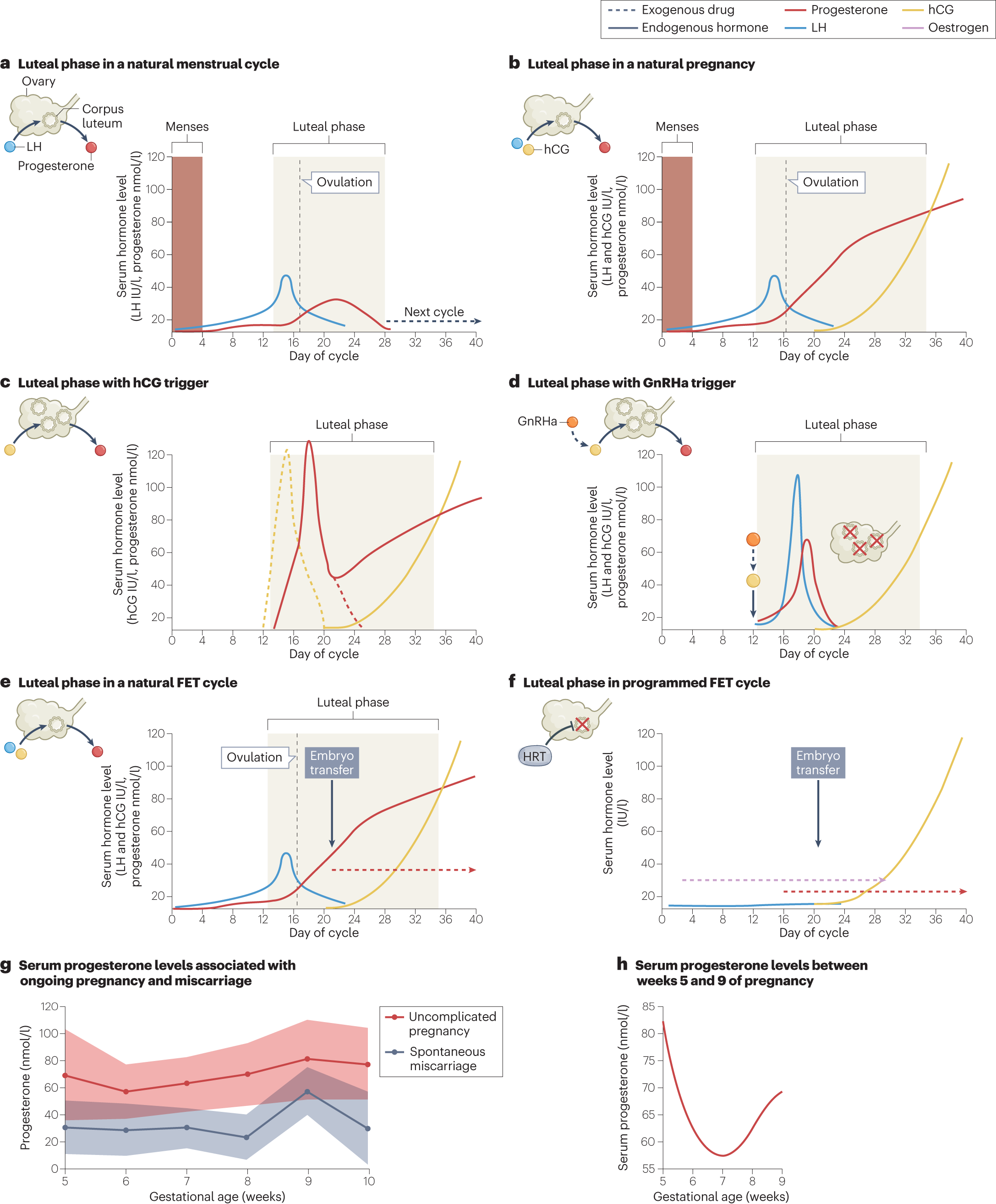 Luteal phase support in assisted reproductive technology