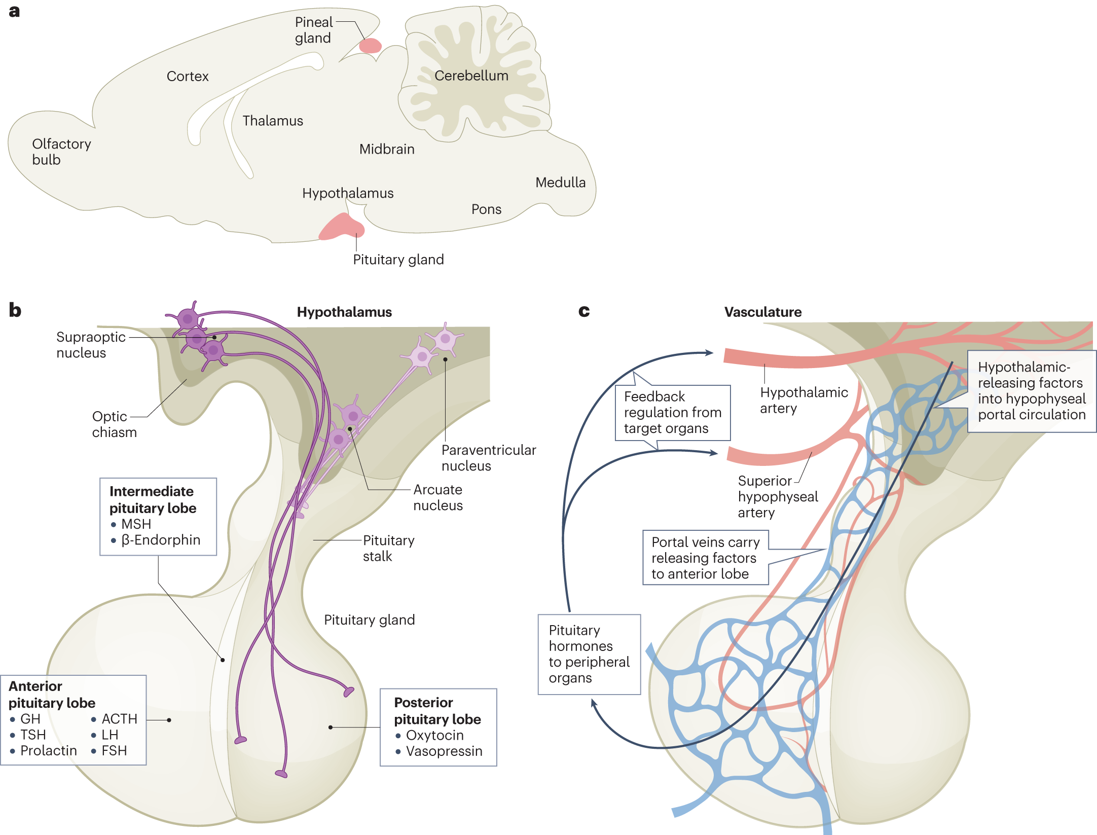 Revolutionizing Endocrine Disease Treatment: Harnessing Cellular Therapy and Stem Cells for Pituitary Adrenal Glands Endocrine Diseases at DrStemCellsThailand's Anti-Aging and Regenerative Medicine Center of Thailand