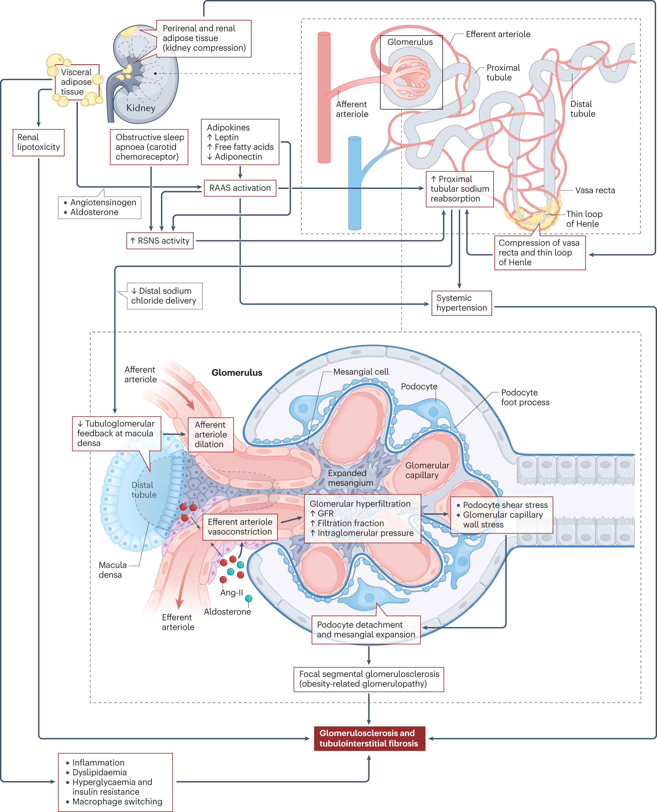 retatrutide kidney function Obesity and the kidney: mechanistic links and therapeutic advances
