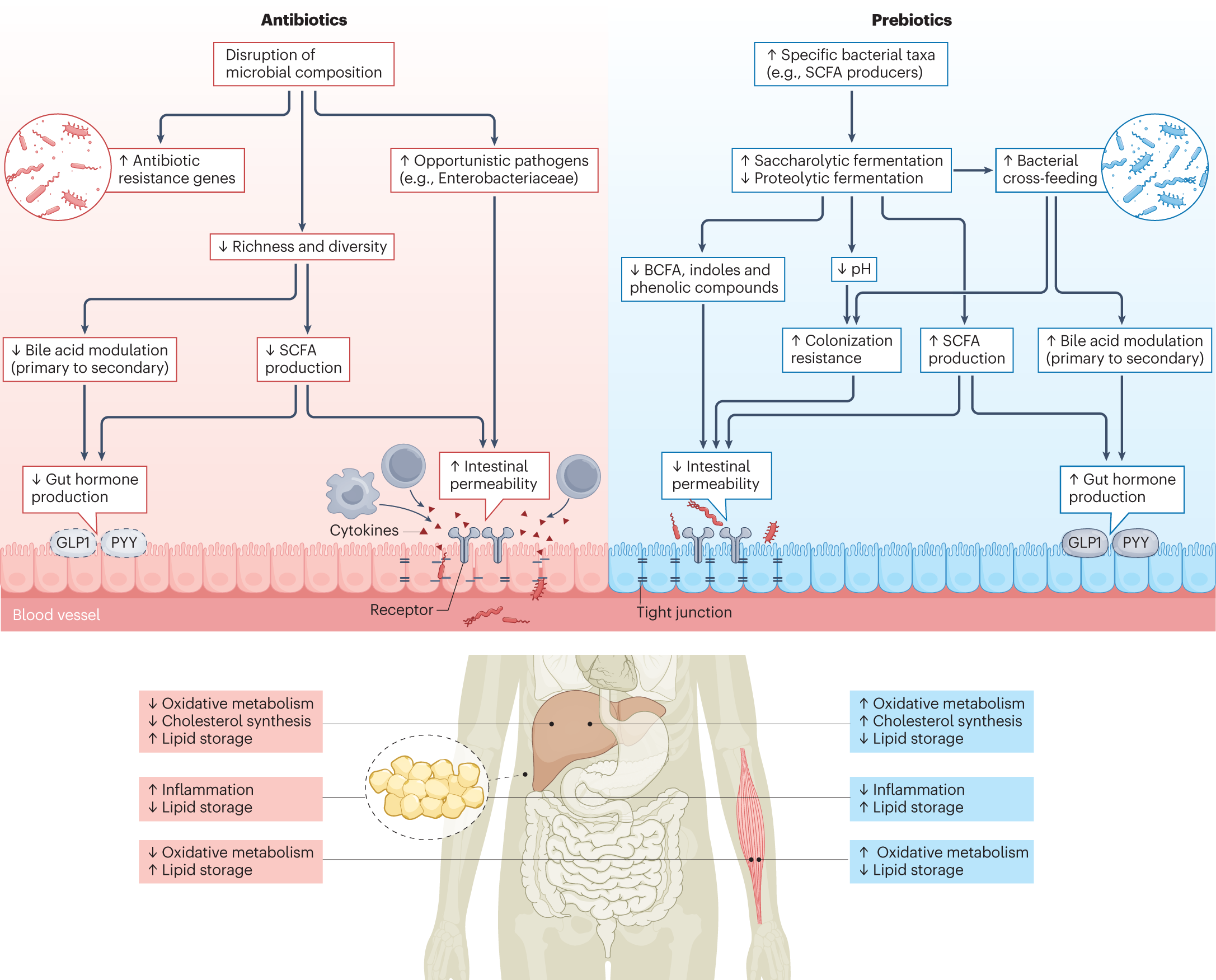antibiotics on glp 1 The individual response to antibiotics and diet — insights into gut  microbial resilience and host metabolism