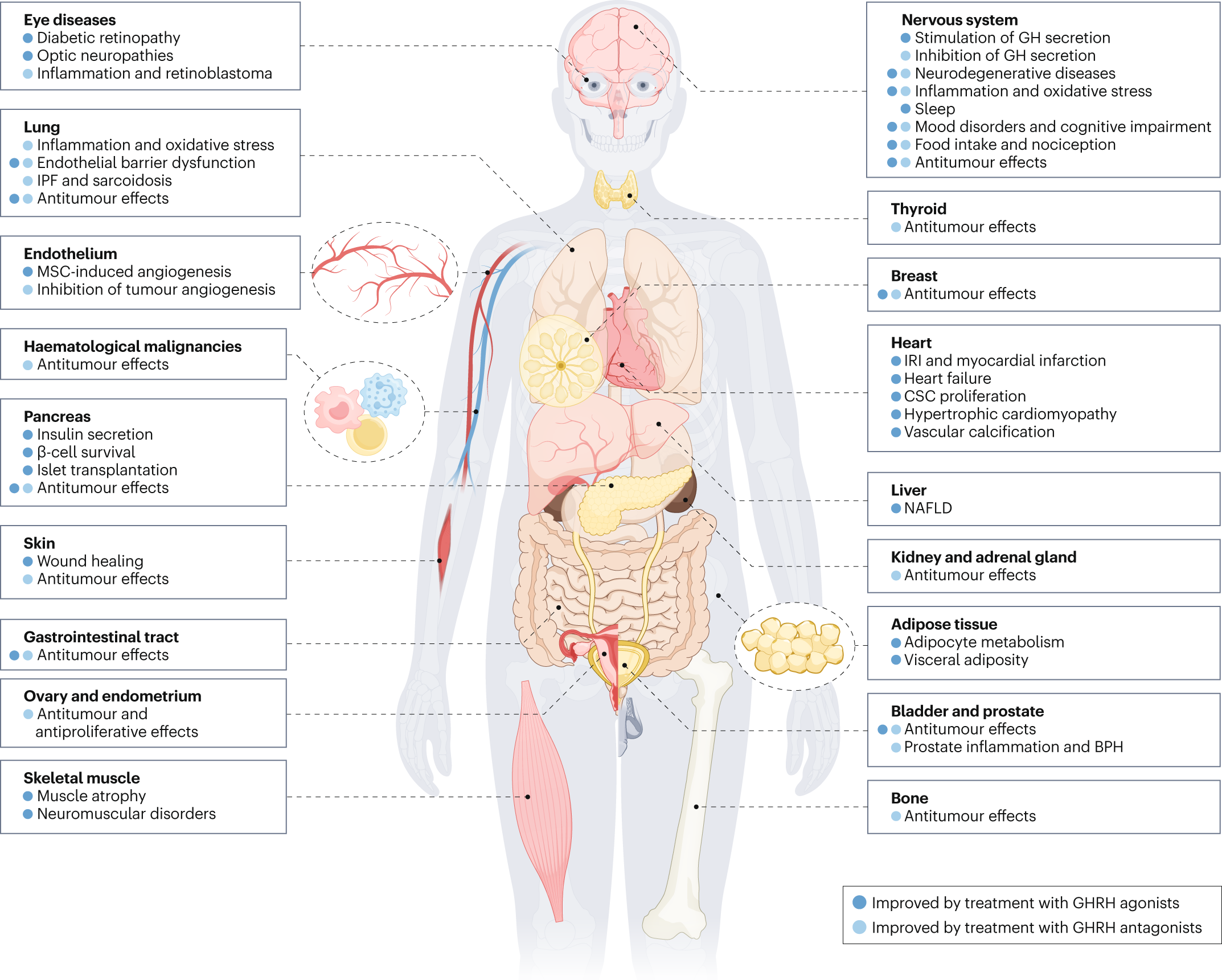 ipamorelin human study growth hormone secretion safety Growth hormone-releasing hormone and its analogues in health and disease