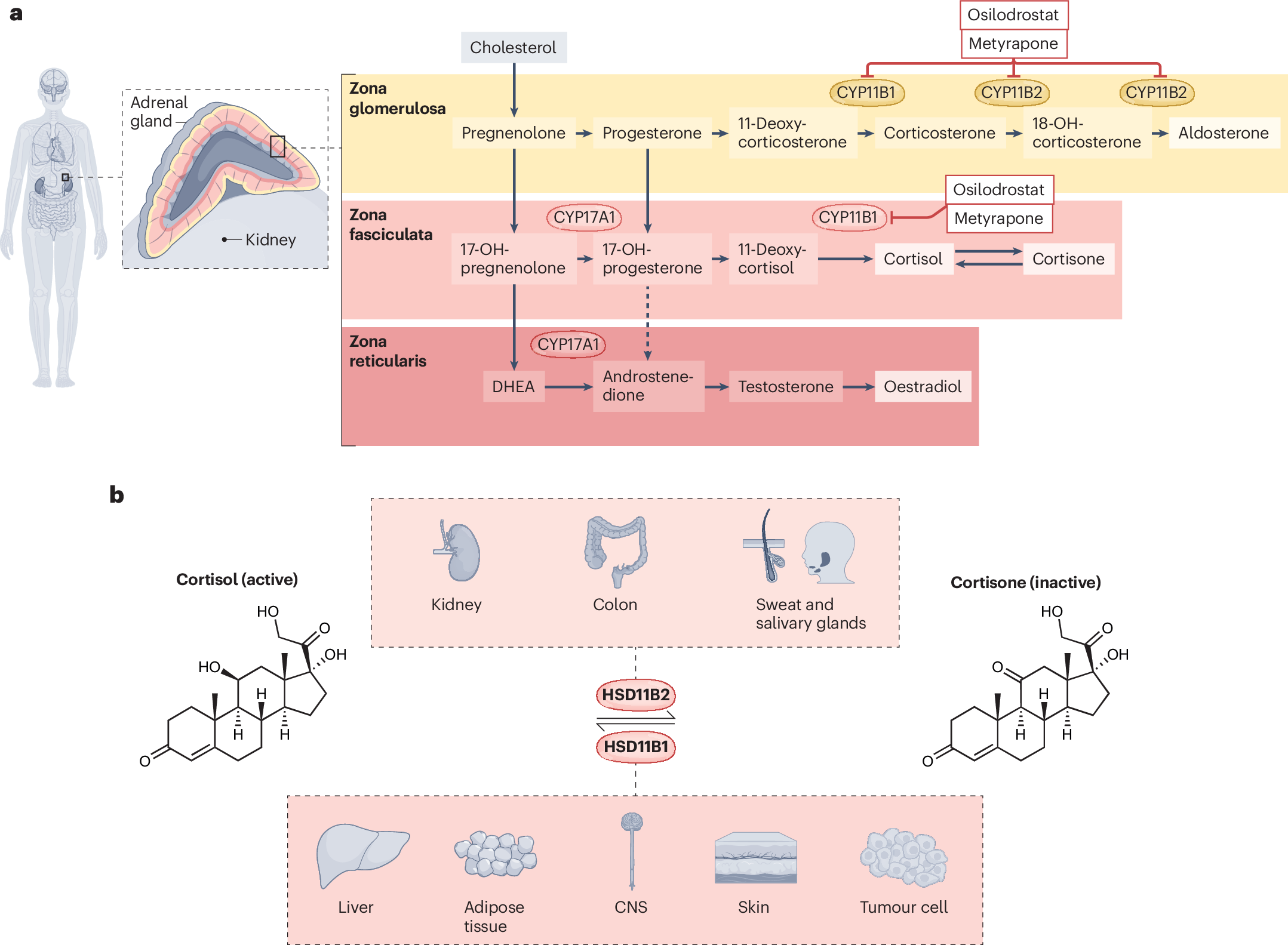 Steroid hormones as modulators of anti-tumoural immunity | Nature Reviews  Endocrinology, image size:2157x1583