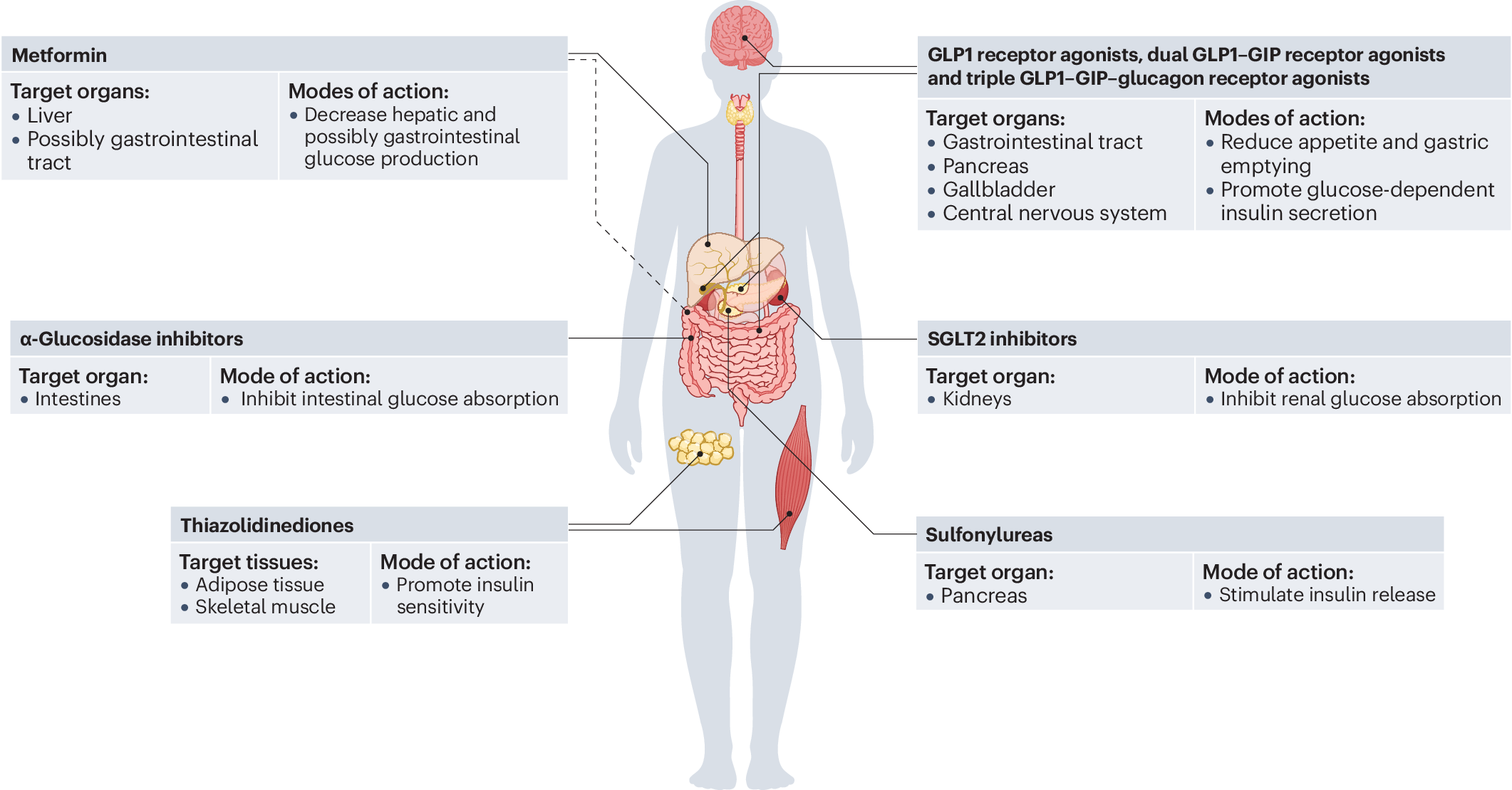 ipamorelin insulin sensitivity Insulin resistance in type 2 diabetes mellitus