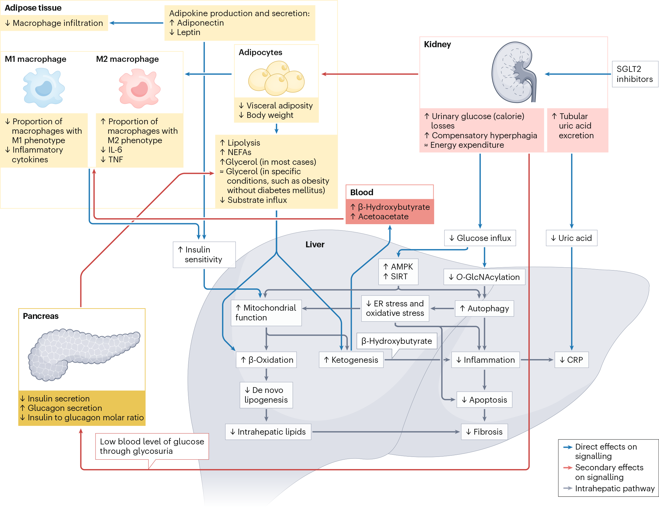 Cardiometabolic and renal benefits of sodiumglucose cotransporter 2  inhibitors | Nature Reviews Endocrinology
