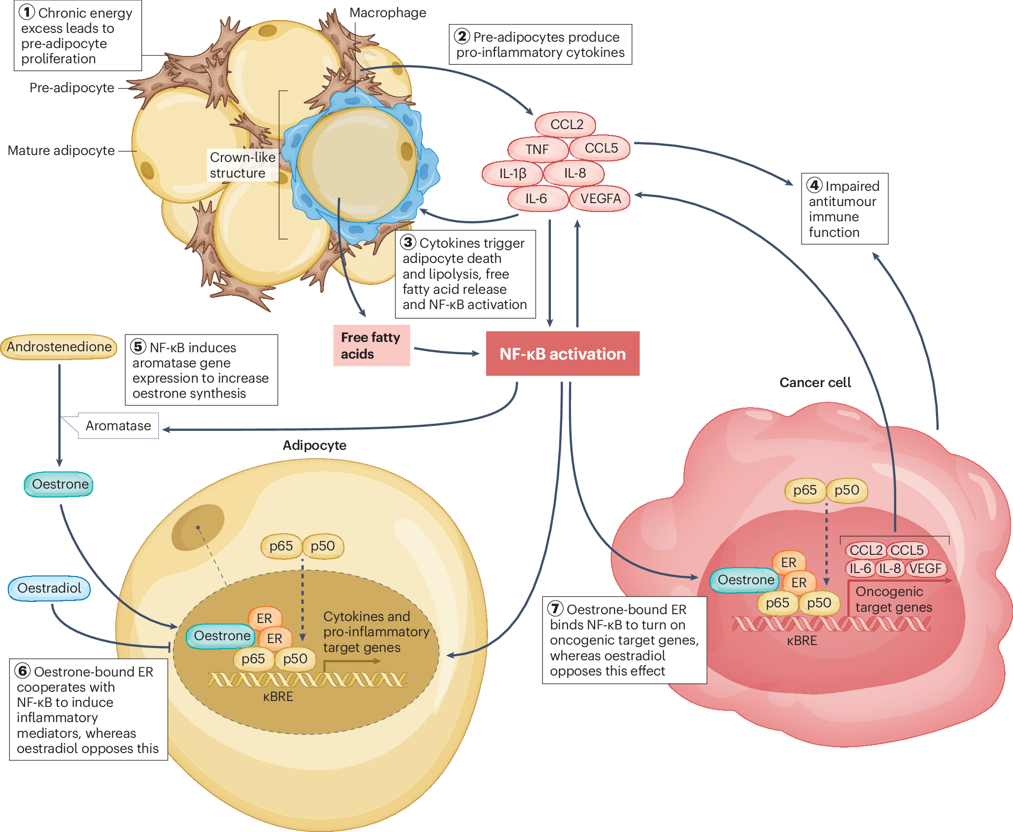 does semaglutide affect estrogen Oestrogen changes at menopause: insights into obesity-associated breast  risk and outcomes