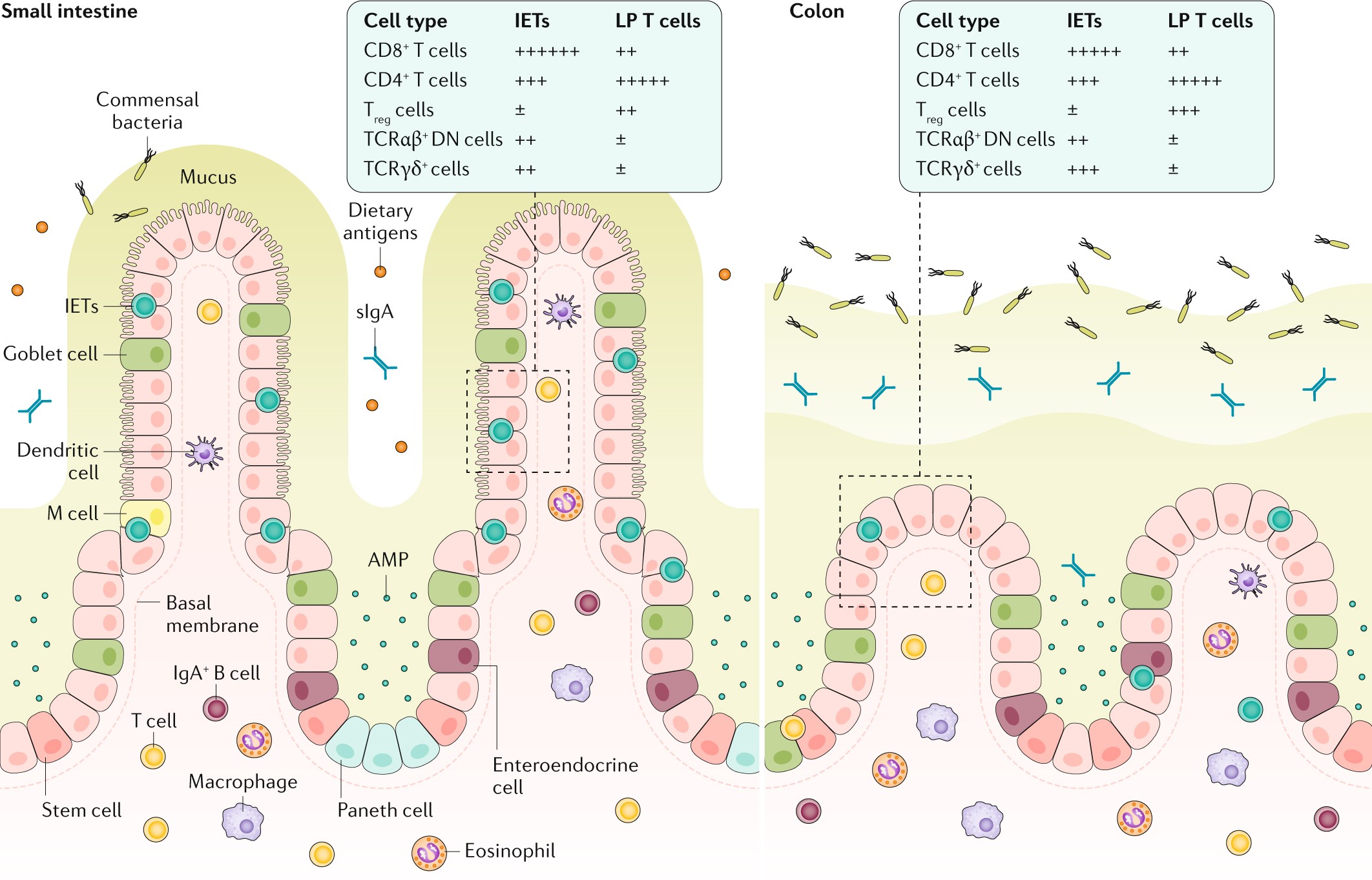 The elusive case of human intraepithelial T cells in gut homeostasis and  inflammation | Nature Reviews Gastroenterology & Hepatology