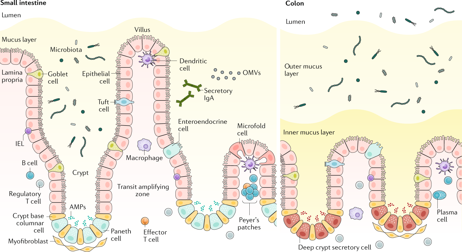 Epithelial Toll-like receptors and their role in gut homeostasis and  disease | Nature Reviews Gastroenterology & Hepatology