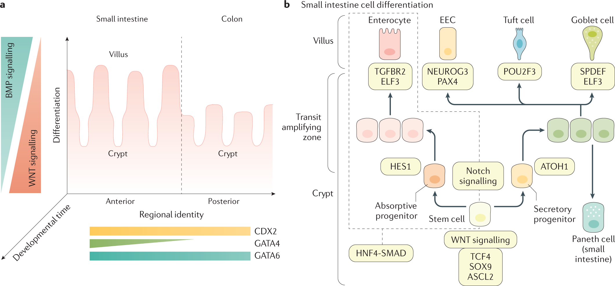 Transcriptional programmes underlying cellular identity and microbial  responsiveness in the intestinal epithelium | Nature Reviews  Gastroenterology & Hepatology