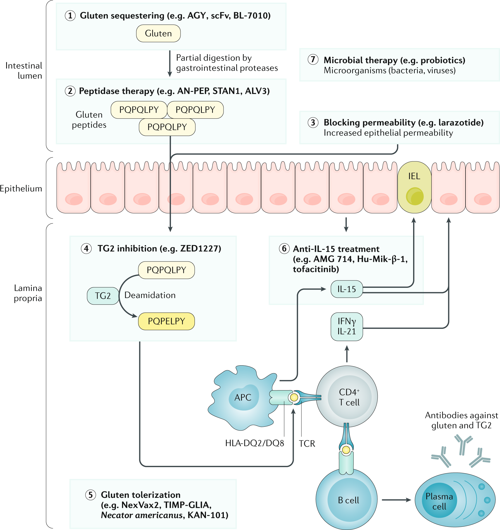 Current And Emerging Therapies For Coeliac Disease Nature Reviews Gastroenterology Hepatology