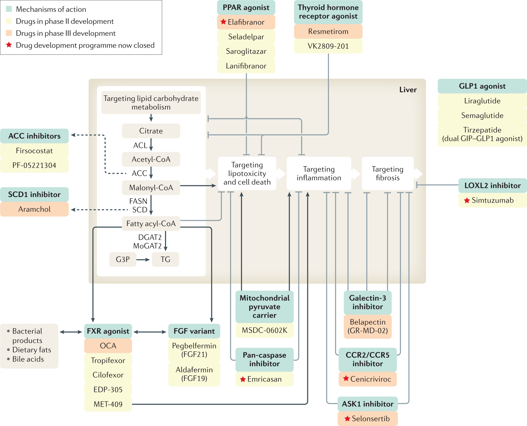 Therapeutic pipeline in nonalcoholic steatohepatitis