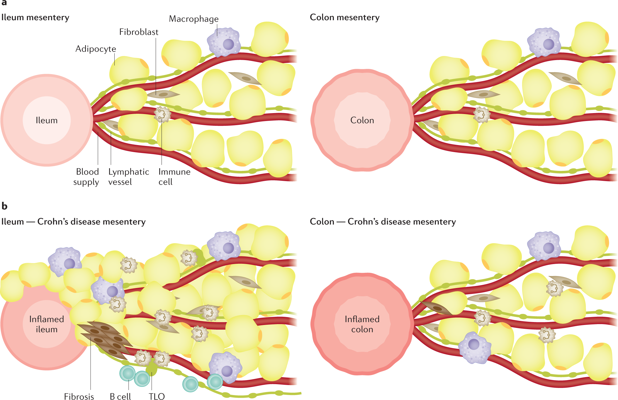 Location is important: differentiation between ileal and colonic