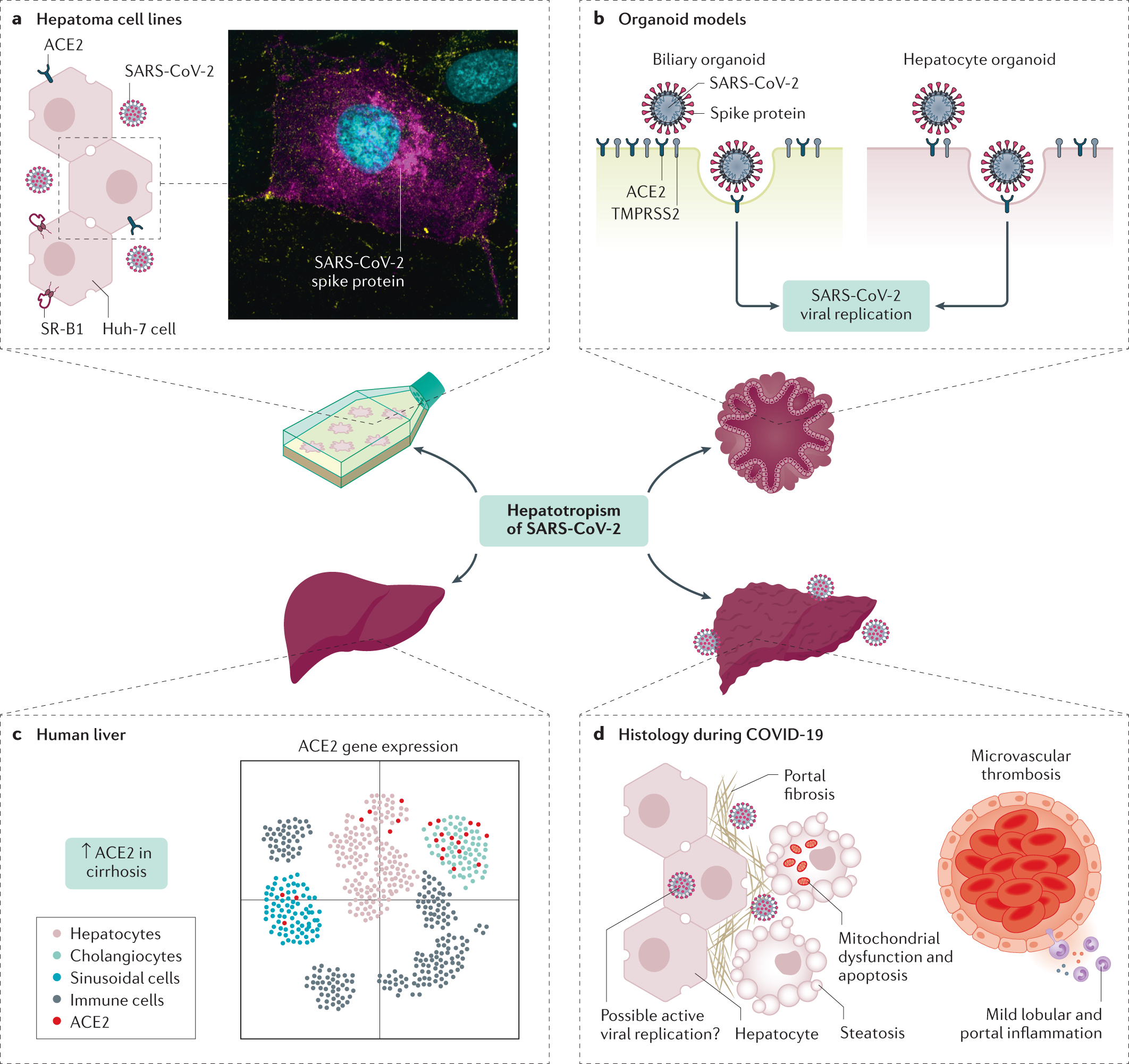 COVID-19 and liver disease: mechanistic and clinical perspectives | Nature  Reviews Gastroenterology & Hepatology