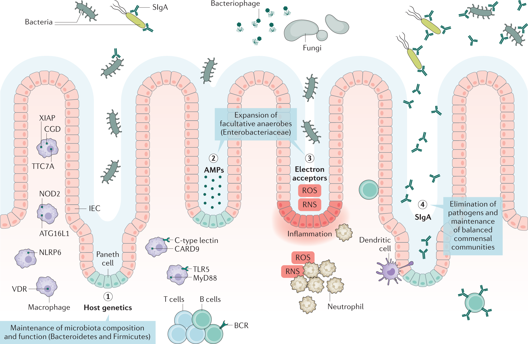 Observation and glycosylation statuses for grain exploitation Raman fluorescence Genital