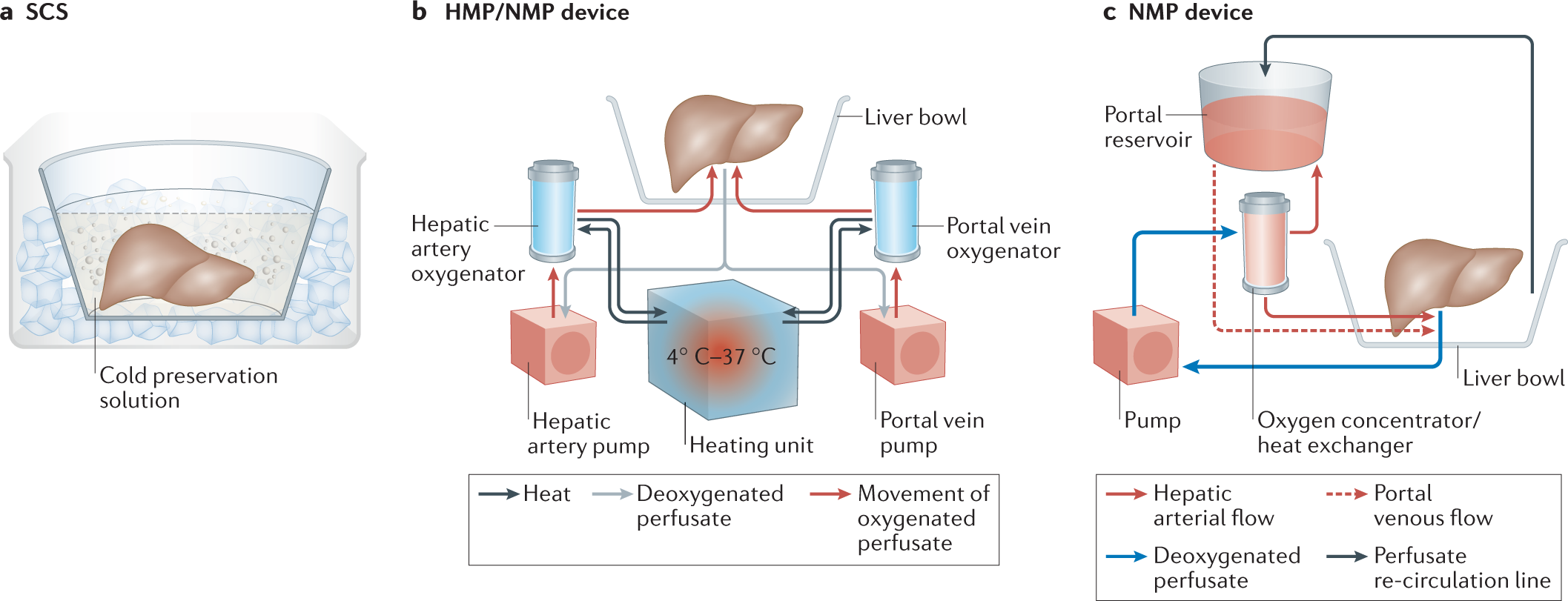 Machine perfusion of the liver: applications in transplantation and beyond  | Nature Reviews Gastroenterology & Hepatology