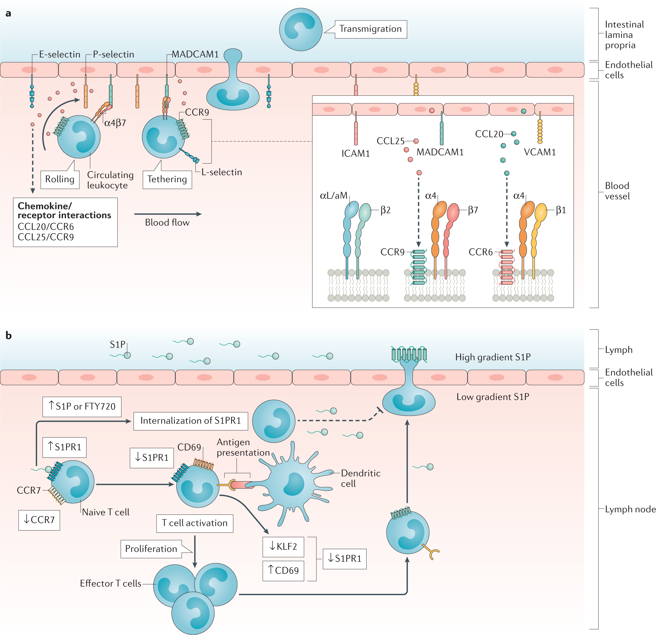 Sphingosine 1-phosphate modulation and immune cell trafficking in  inflammatory bowel disease | Nature Reviews Gastroenterology & Hepatology
