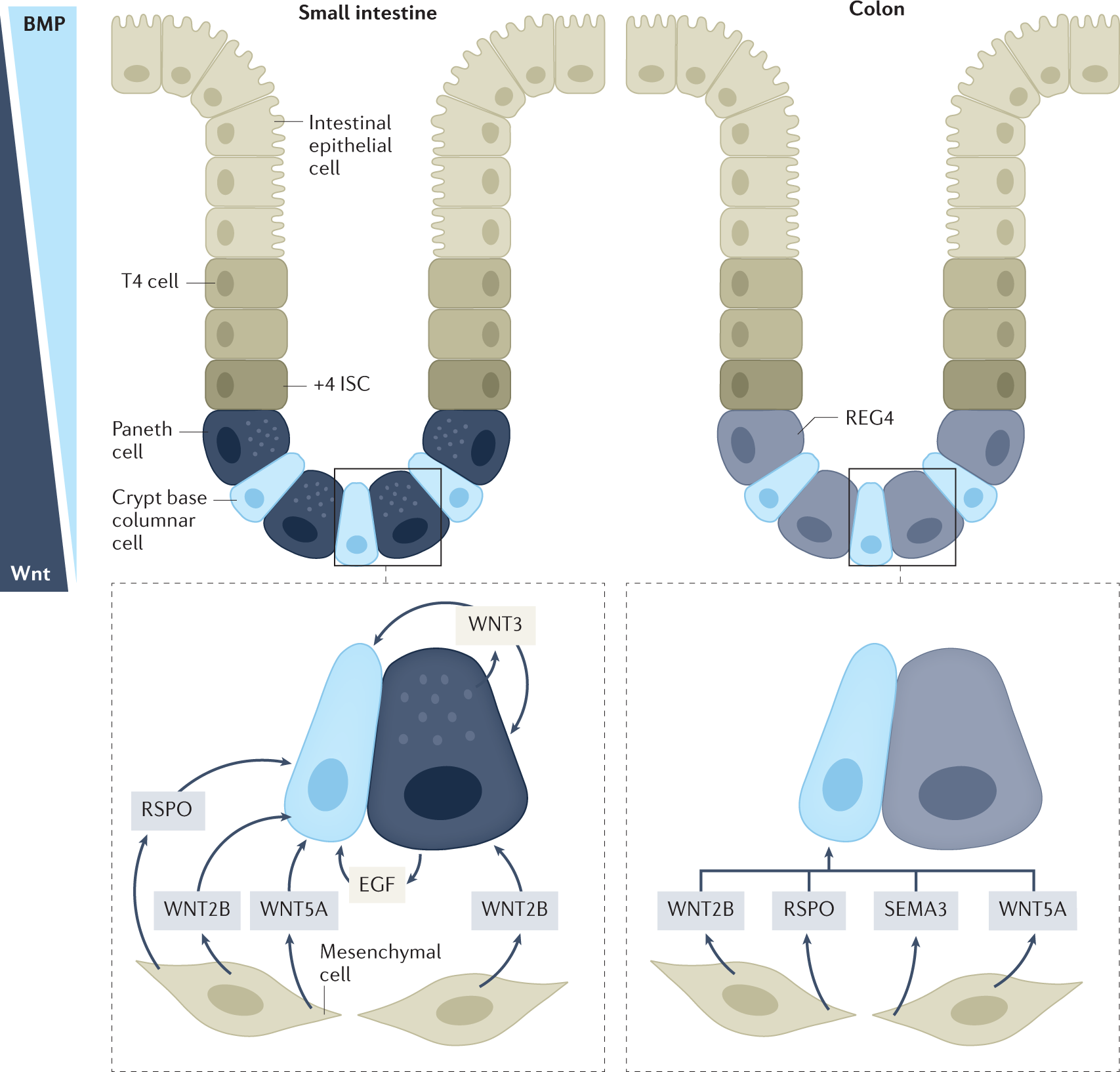 Mechanisms of mucosal healing: treating inflammatory bowel disease without  immunosuppression? | Nature Reviews Gastroenterology & Hepatology