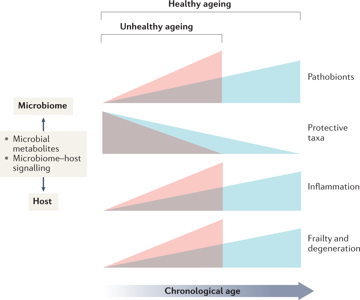 The gut microbiome as a modulator of healthy ageing | Nature Reviews  Gastroenterology & Hepatology
