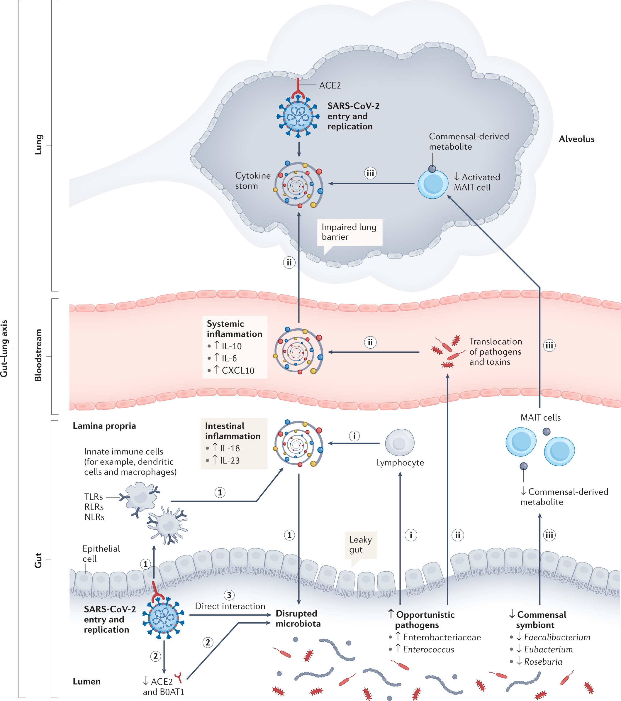 Gut microbiota‐derived synbiotic formula (SIM01) as a novel