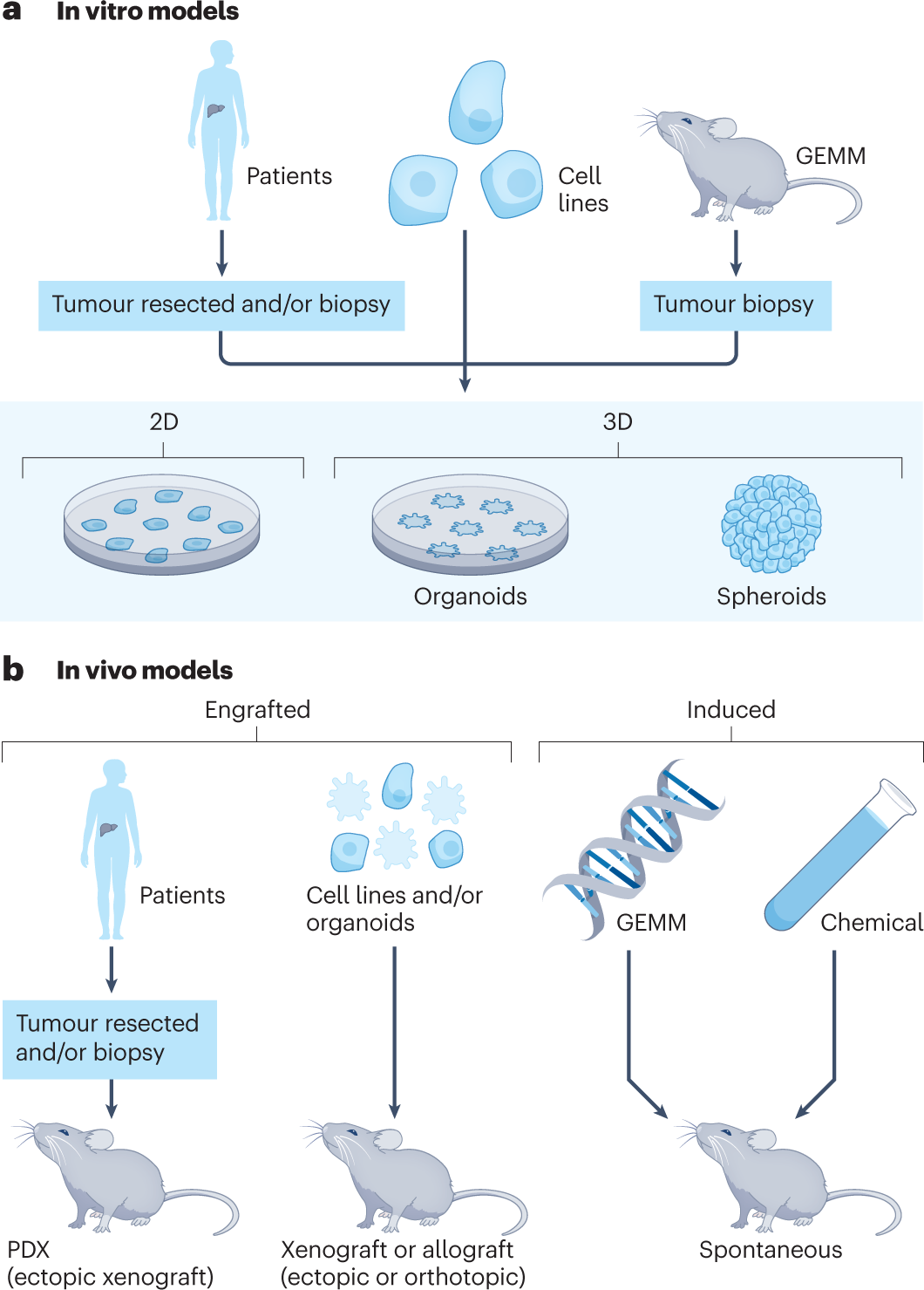 In vivo experiments) The methods of the in vivo experiment schedule.