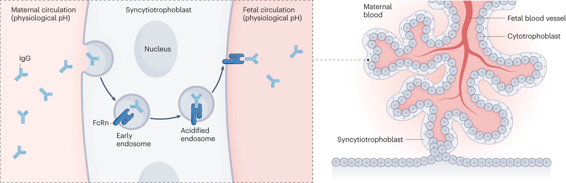 fødsel sympati Figur Inflammatory bowel disease in pregnancy and breastfeeding | Nature Reviews  Gastroenterology & Hepatology