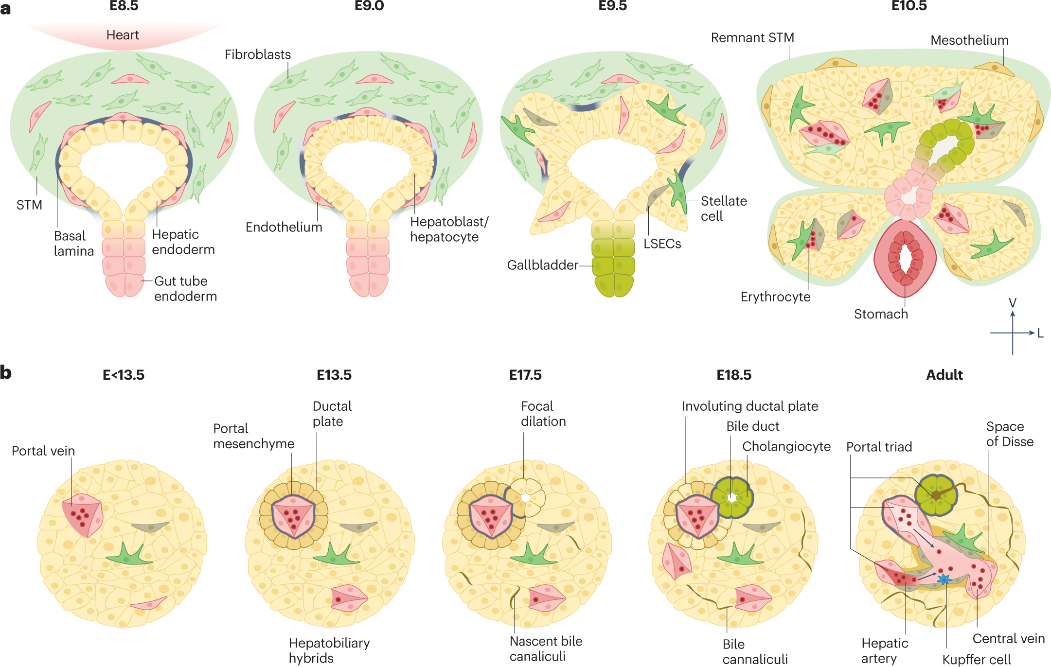 Fetal liver development and implications for liver disease pathogenesis |  Nature Reviews Gastroenterology & Hepatology