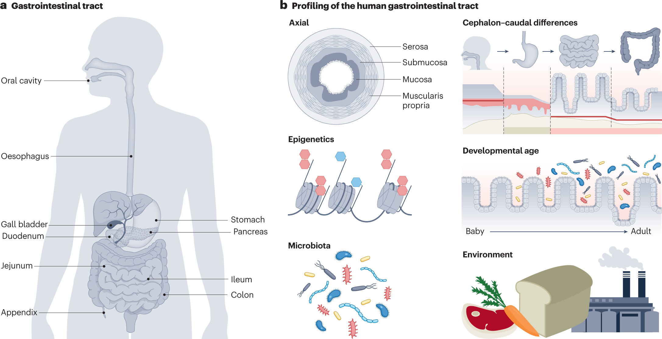 A Roadmap for the Human Gut Cell Atlas | Nature Reviews Gastroenterology &  Hepatology