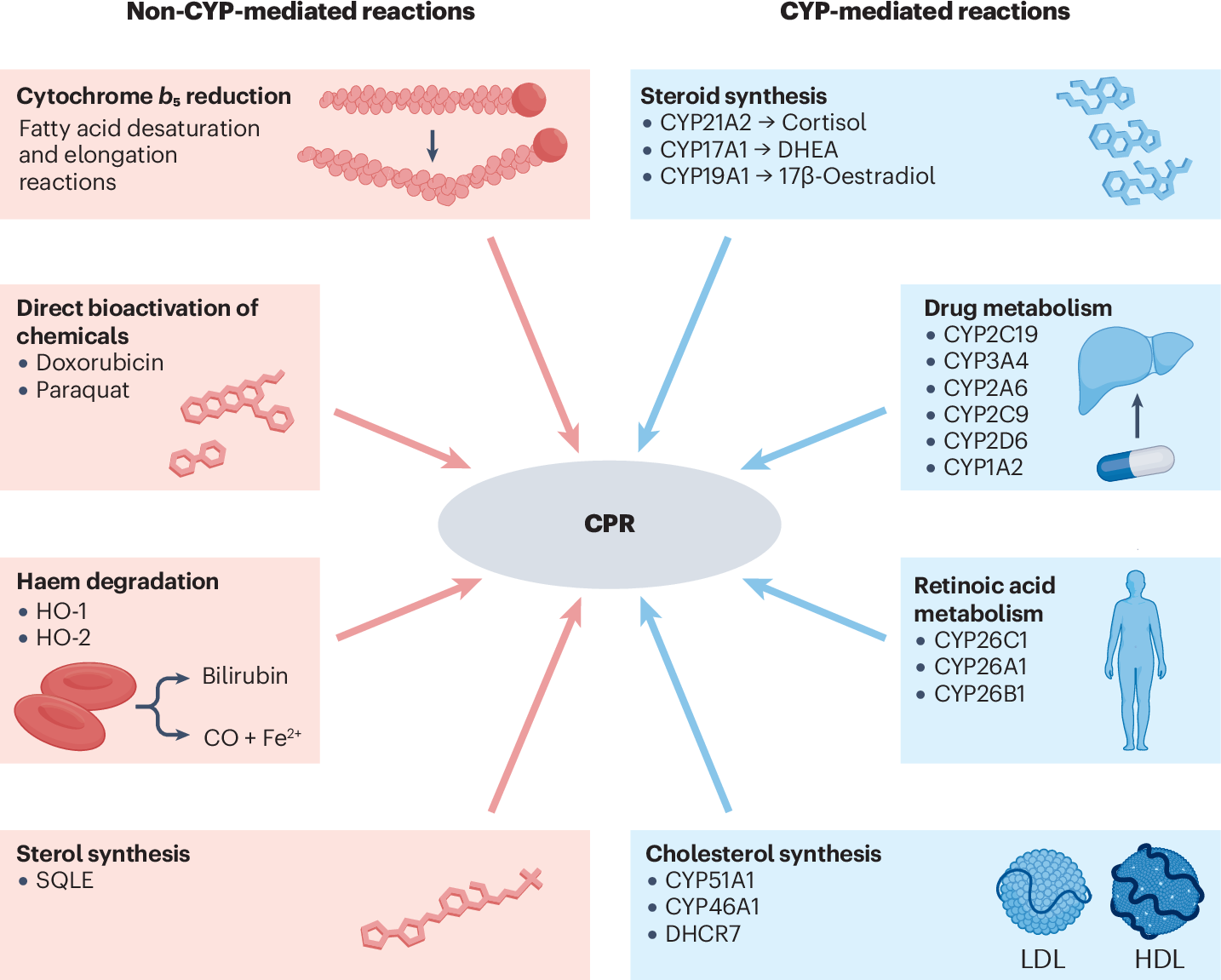 Deciphering cytochrome P450 reductase role in MASLD: molecular mechanisms and pathophysiological implications