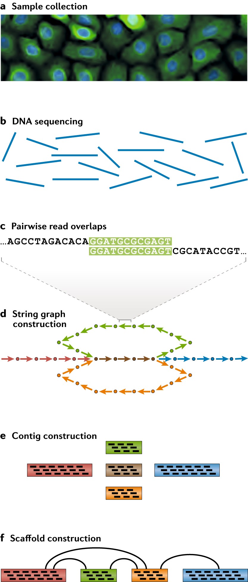 Piercing The Dark Matter Bioinformatics Of Long Range Sequencing And Mapping Nature Reviews Genetics Piercing The Dark Matter Bioinformatics Of Long Range Sequencing And Mapping Nature Reviews Genetics