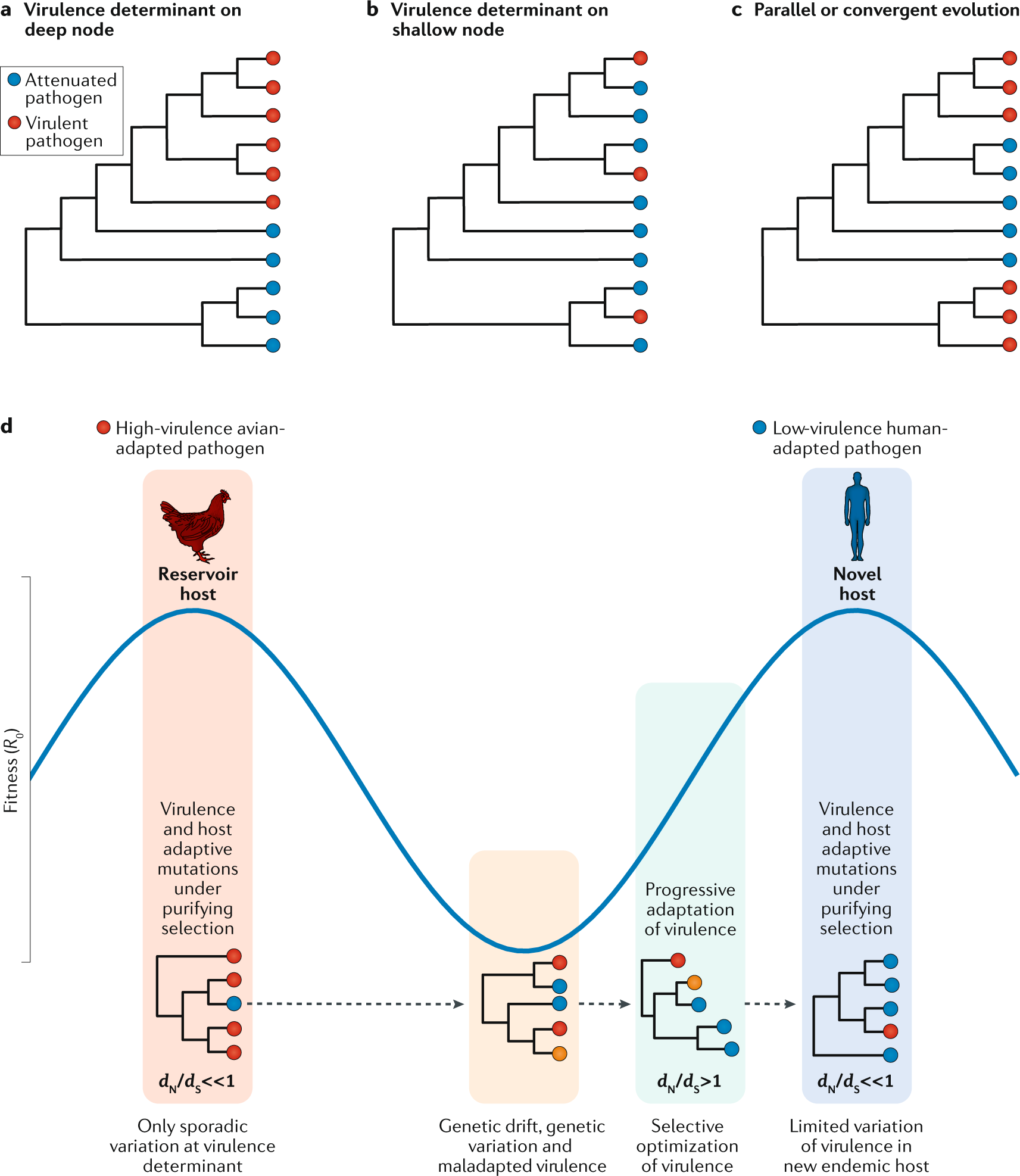 Phylogenetic Approach Reveals That Virus Genotype Largely Determines HIV  Set-Point Viral Load