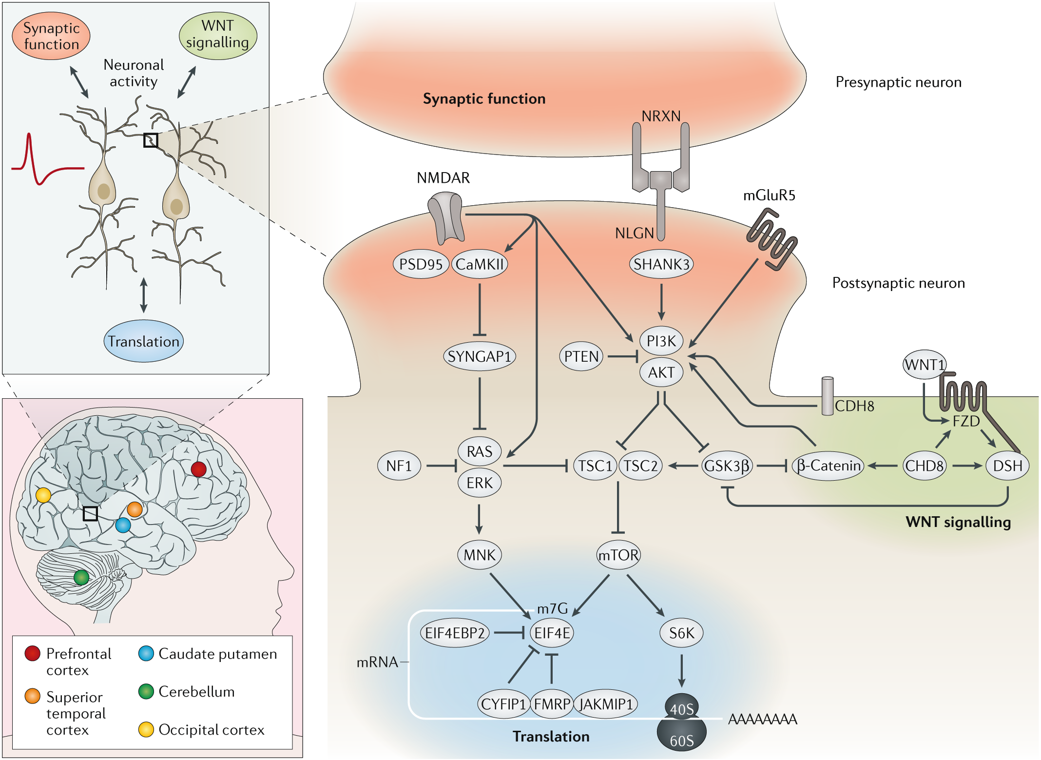 Autism spectrum disorder: insights into convergent mechanisms from  transcriptomics