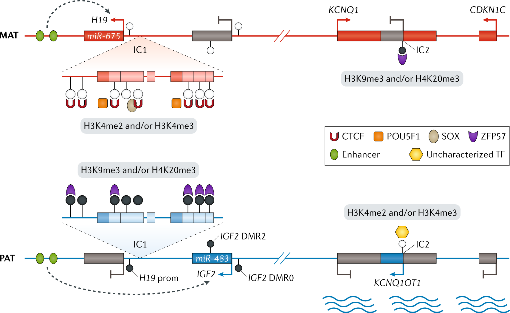 Understanding Developmental Disorders in the Genomic Ageers