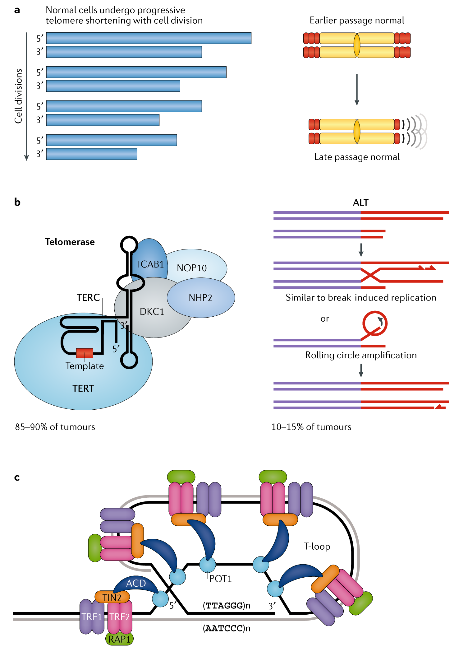 Telomeres and telomerase: three decades of progress | Nature Reviews  Genetics